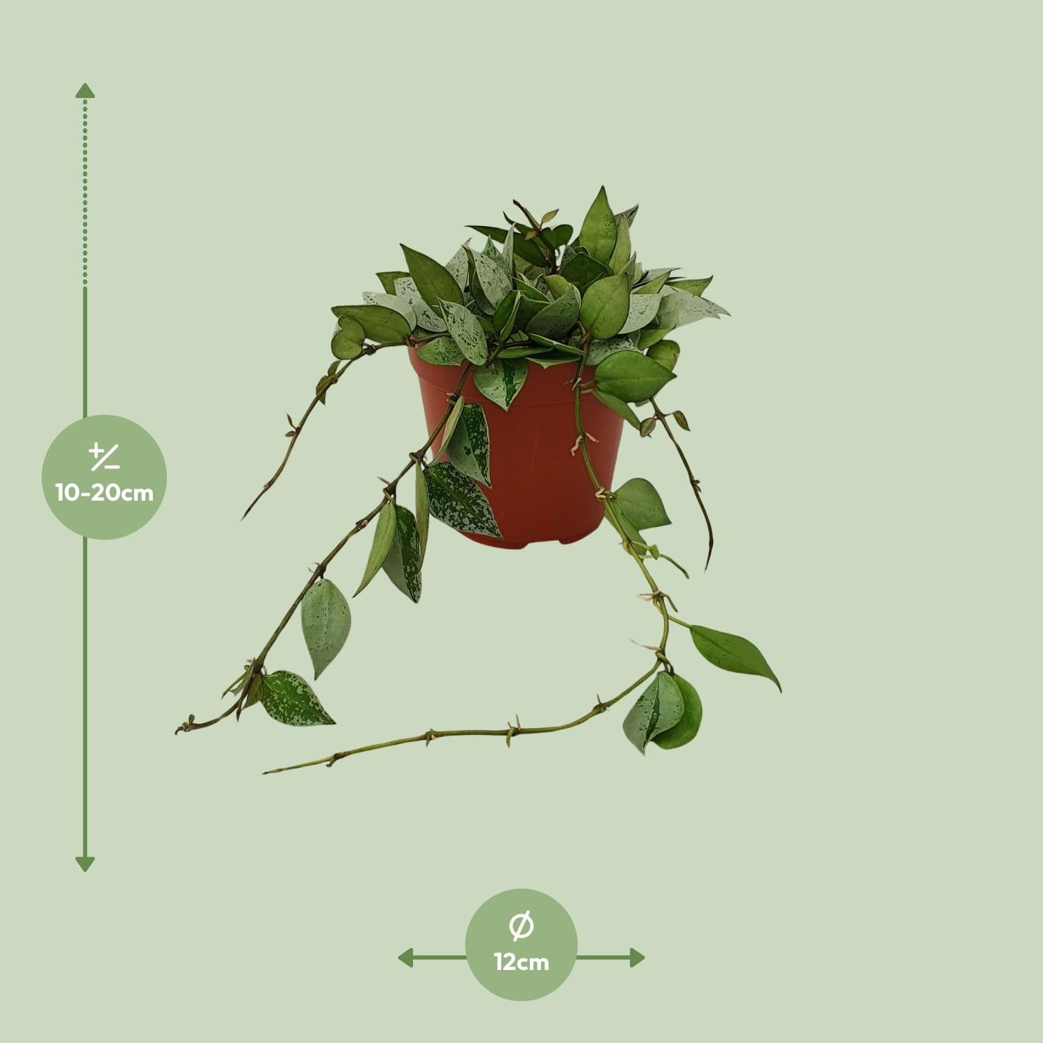 Hoya Krohniana 'Eskimo' – Wasbloem - 12 cm pot, 15 cm hoog