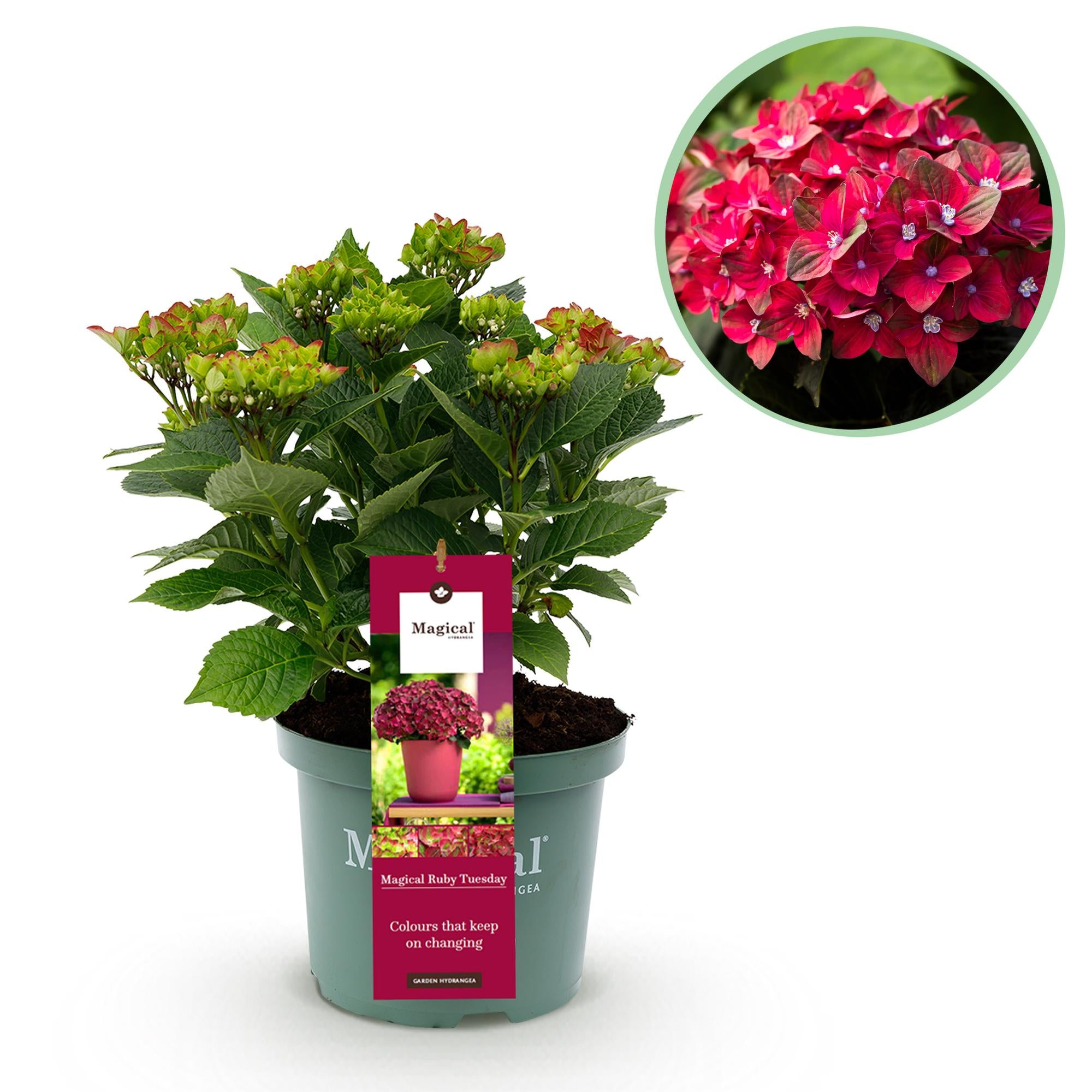 Hydrangea Magical Tuesday & Sapphire – red, 6–10 flowers, 23 cm pot, 55 cm tall