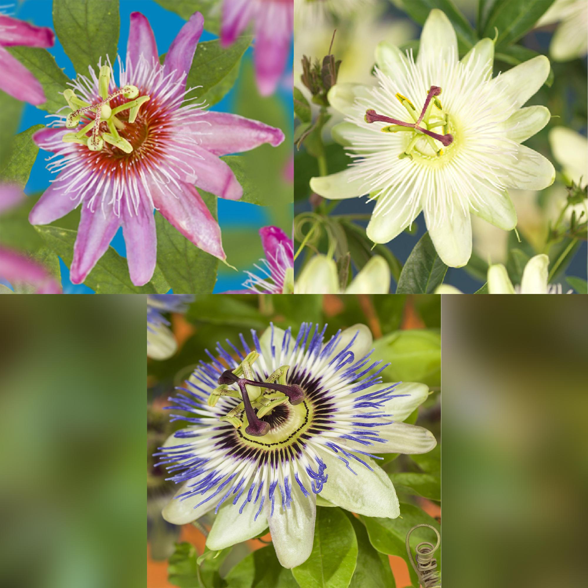 Passionflower 'Tricolour' – colorful climbing plant, 3 plants, 11 cm pot, 40 cm tall