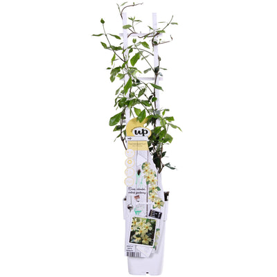Jasmin ‘Star of Toscana’ – Trachelospermum, immergrün, 15 cm Topf, 65 cm hoch