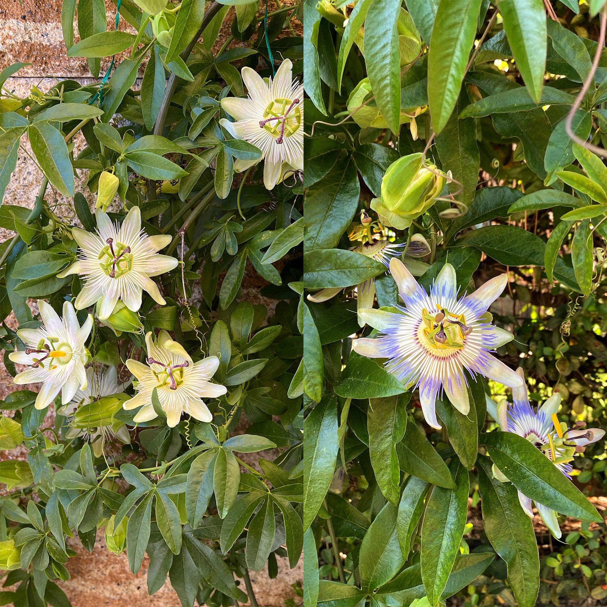 Passionflower 'Tricolour' – colorful climbing plant, 3 plants, 11 cm pot, 40 cm tall