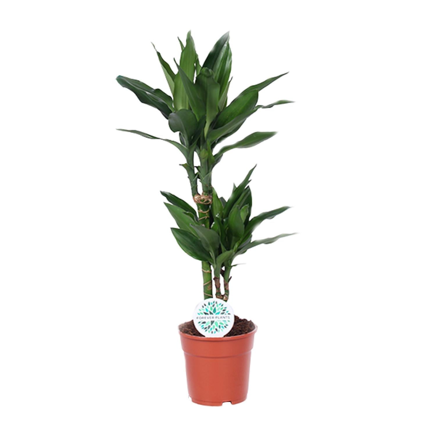 Dracaena Janet Lind – Drakenboom - 70-130 cm
