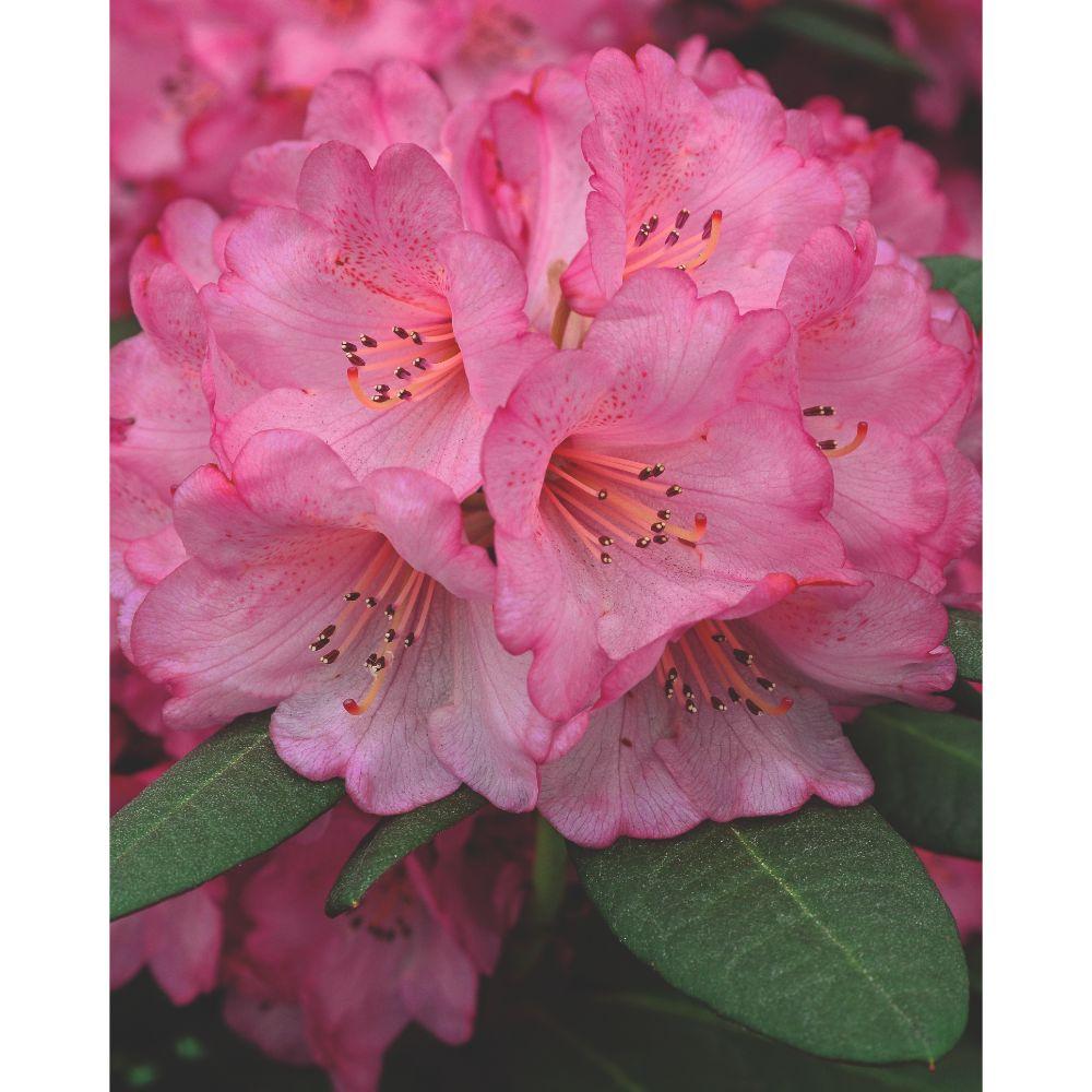 Rhododendron 'Wine & Roses' – groenblijvend, potmaat 13 cm, hoogte 20 cm