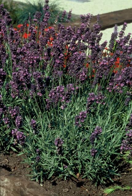 Echte Lavendel 'Munstead' (Lavandula angustifolia) – 10–25 cm, Ø9 cm