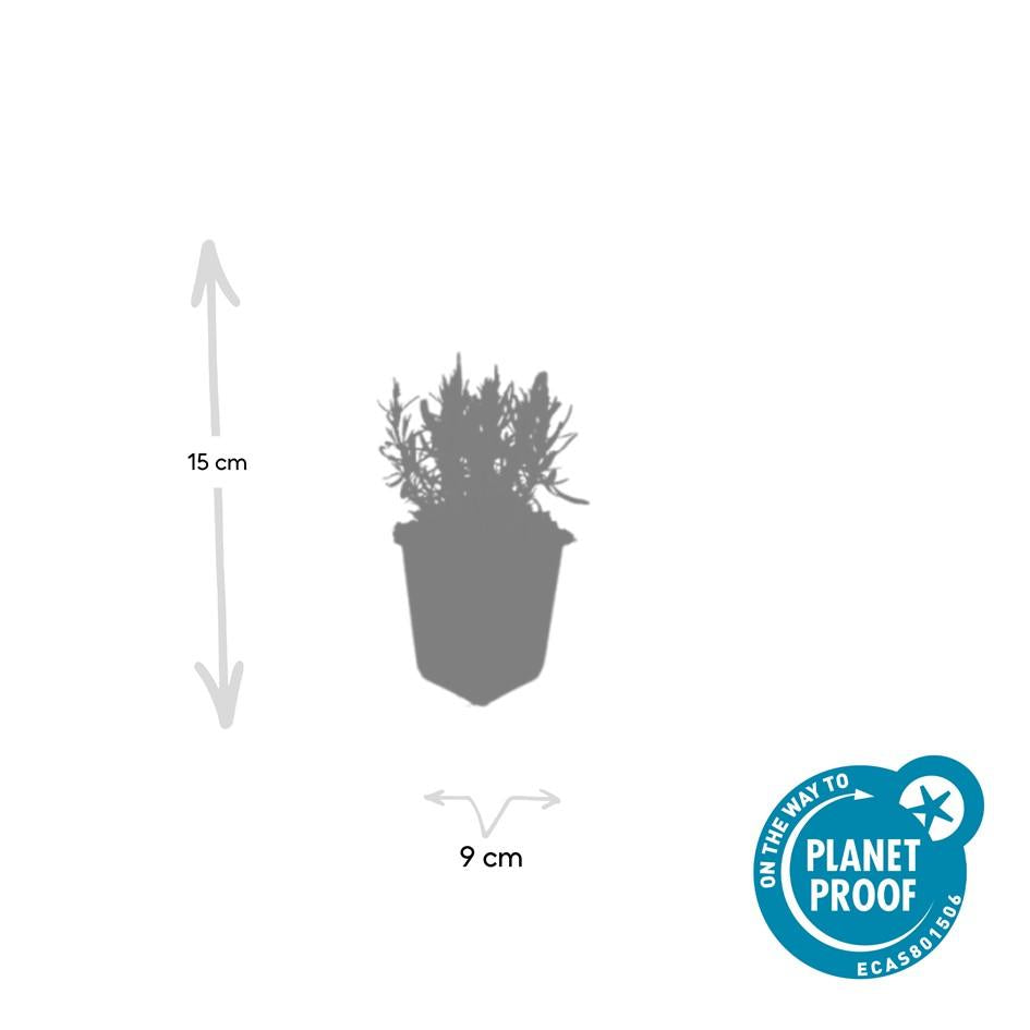 Echte Lavendel 'Munstead' (Lavandula angustifolia) – 10–25 cm, Ø9 cm