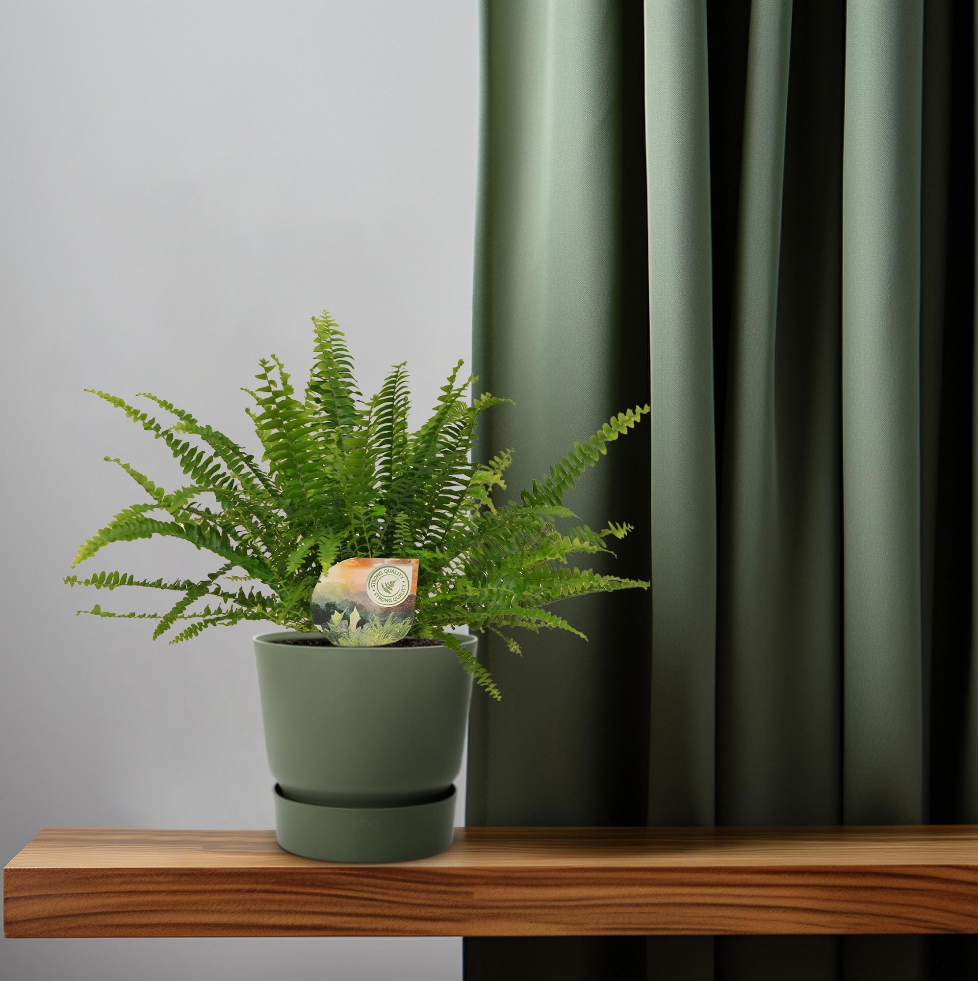 Grüner Farn „Green Lady“ (Nephrolepis) – 30–80 cm