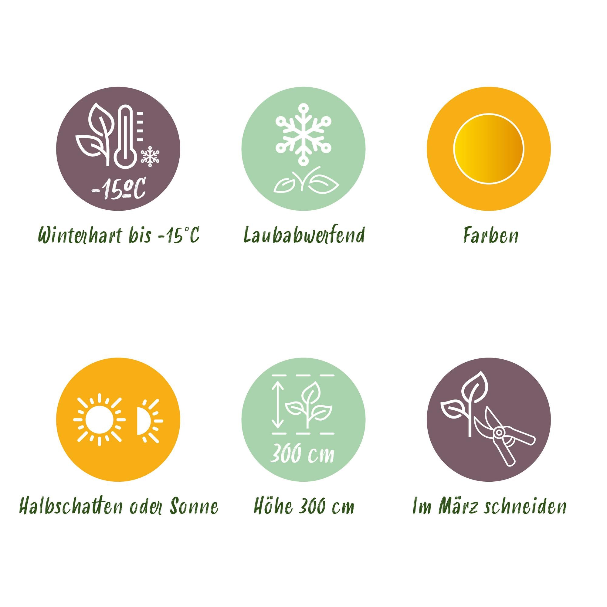 Acer Palmatum 'Summergold' – Japanese maple, deciduous – 19 cm pot, 70 cm tall