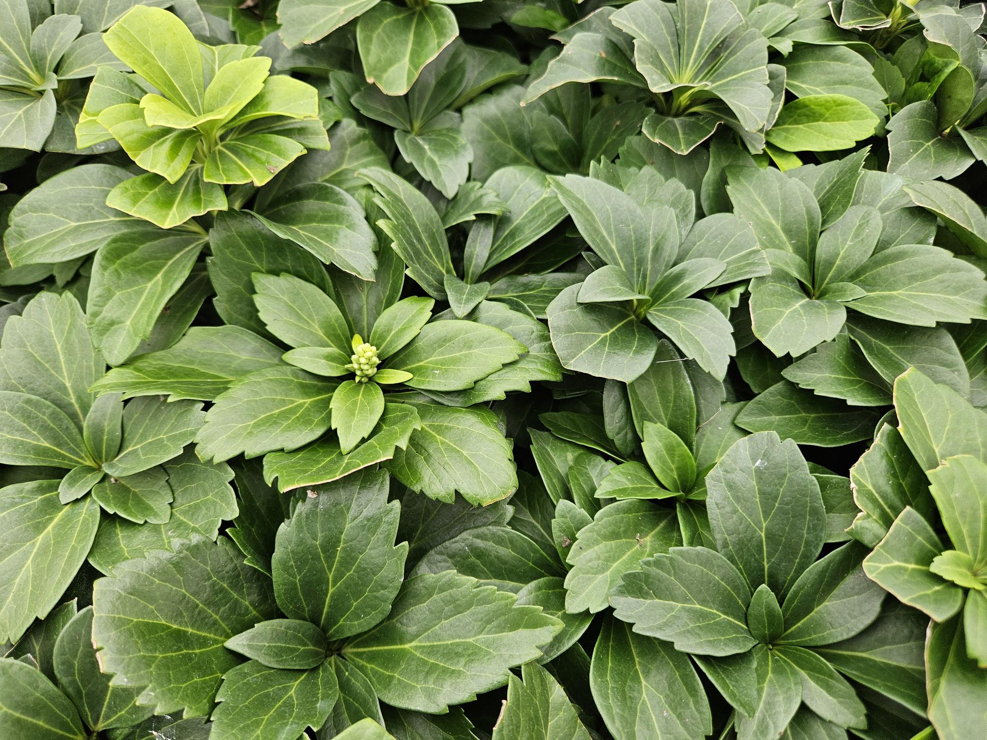 Pachysandra terminalis – immergrüner Bodendecker, 10–25 cm hoch