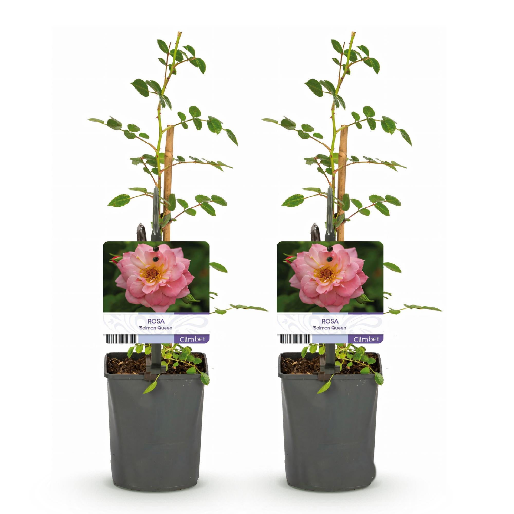 Rosa 'Salmon Queen' – climbing rose, salmon pink, easy to care for, 2 plants in 11 cm pots, 40 cm tall