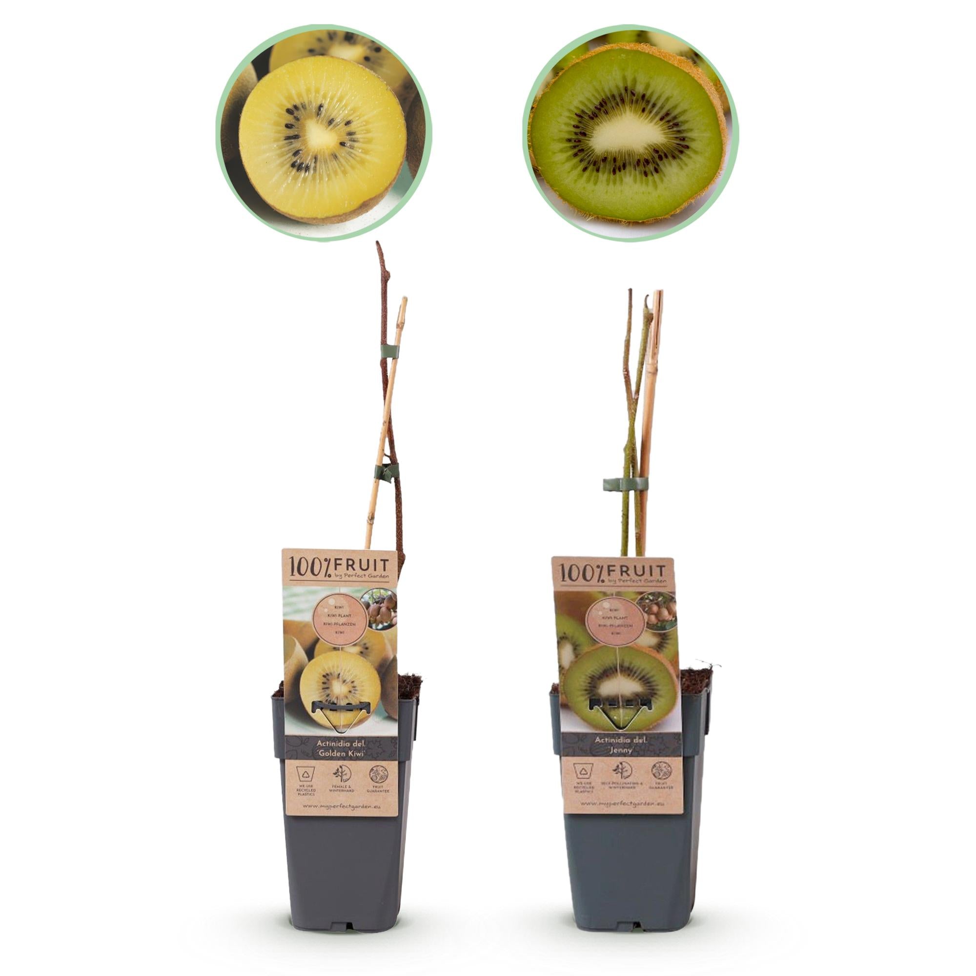 Kiwi-Pflanzen Set – Grüne ‘Jenny’ & Goldene Kiwi, 2er-Set im 15 cm Topf (Höhe ca. 50 cm)