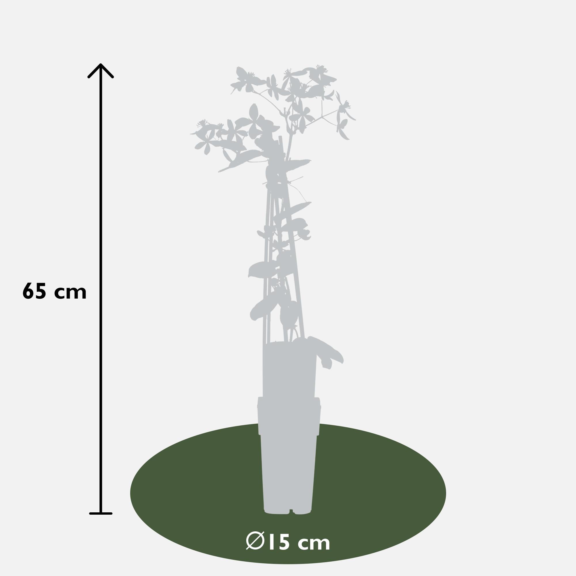 Clematis armandii 'Apple Blossom' – groenblijvende, lichtroze klimplant, potmaat 15 cm, hoogte 65 cm