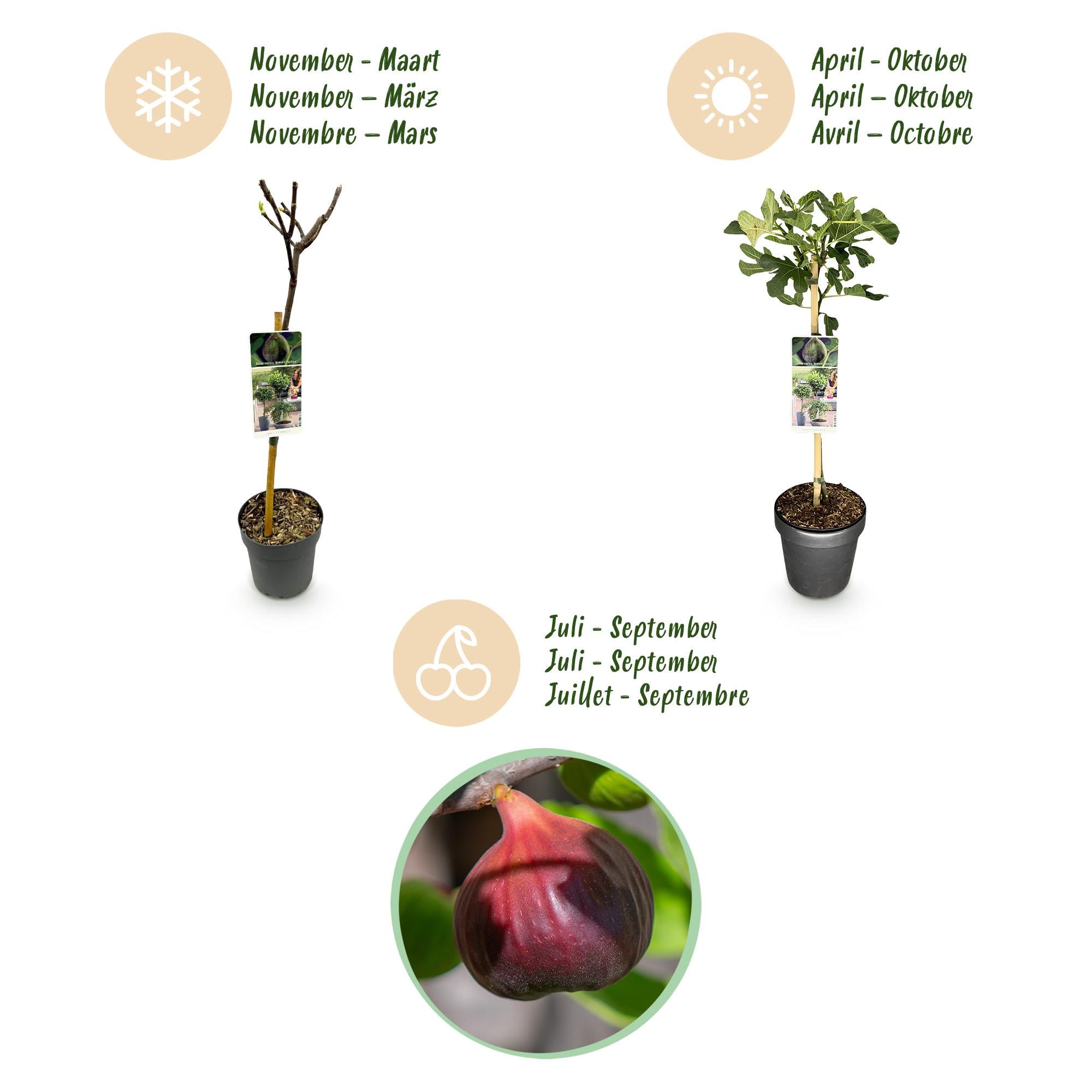 Vijgenboom ‘Brown Turkey’ (Ficus carica) – 19–90 cm