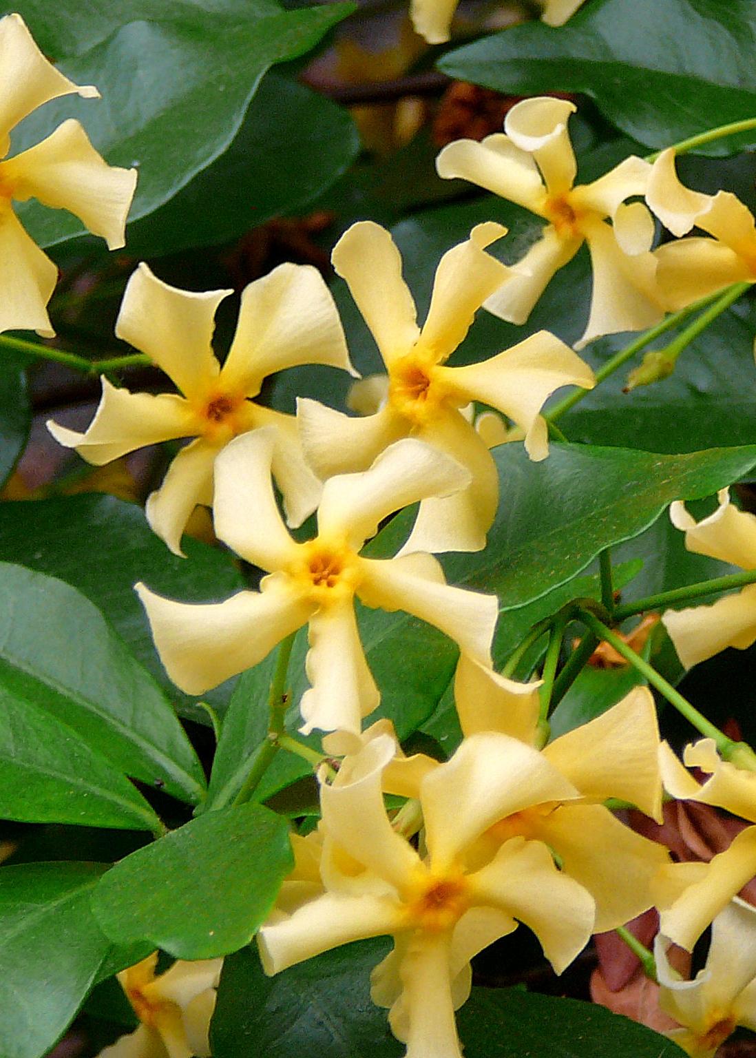 Jasmine 'Star of Toscana' – Trachelospermum, evergreen, 15 cm pot, 65 cm tall