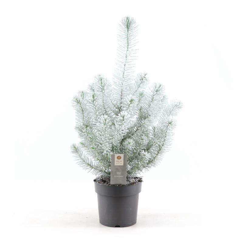 Pinus Pinea 'Silver Crest' + Snow - Ø17cm - ↕50cm