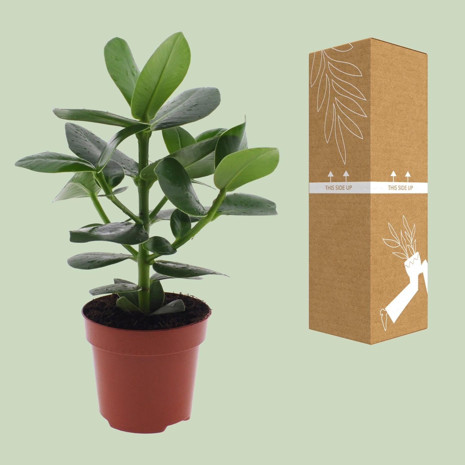 Clusia Rosea ‘Princess’ – Autogrammbaum - 15-60 cm