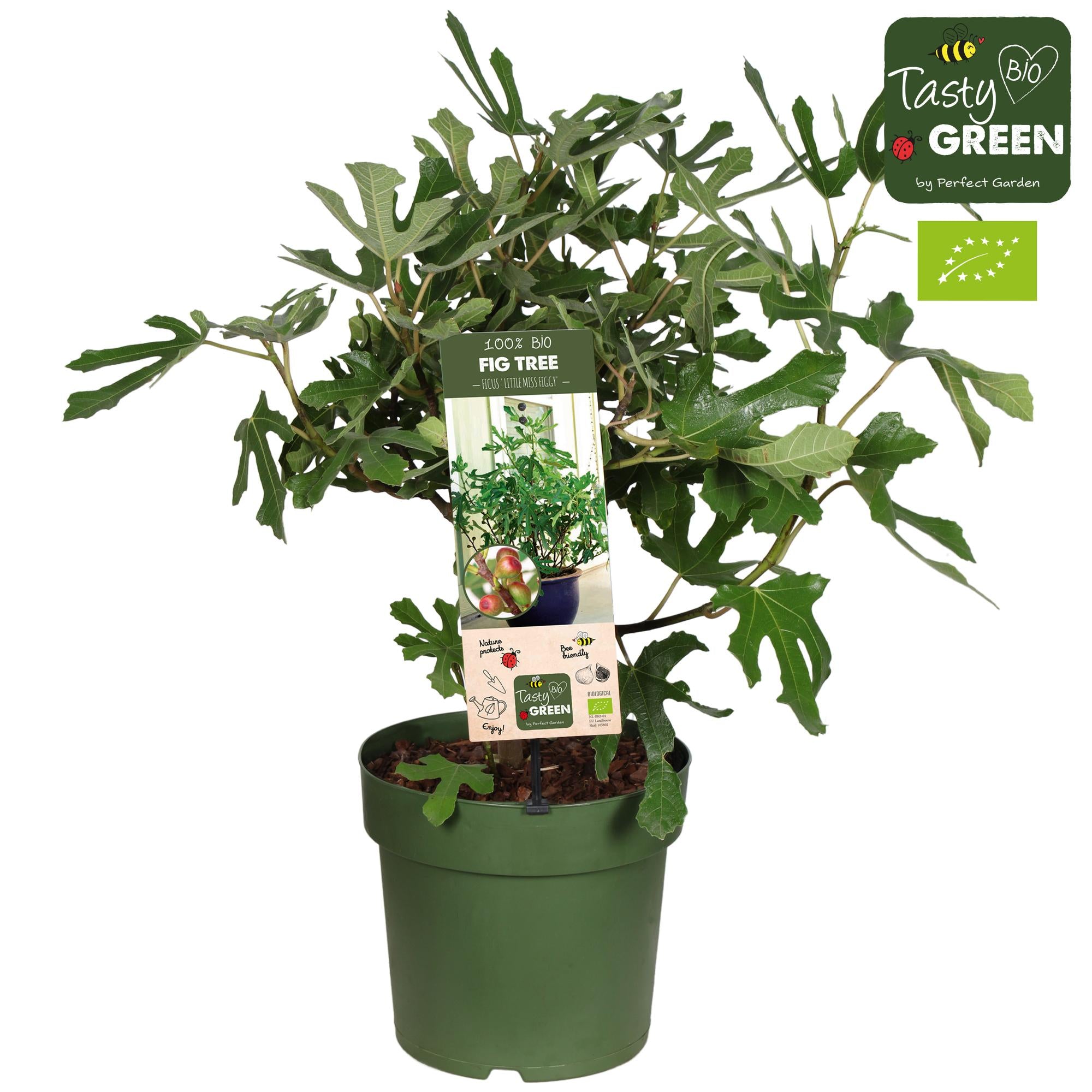 Vijgenboom “Little Miss Figgy” (Ficus carica) Biologisch – pot 23 cm, ca. 50 cm hoog