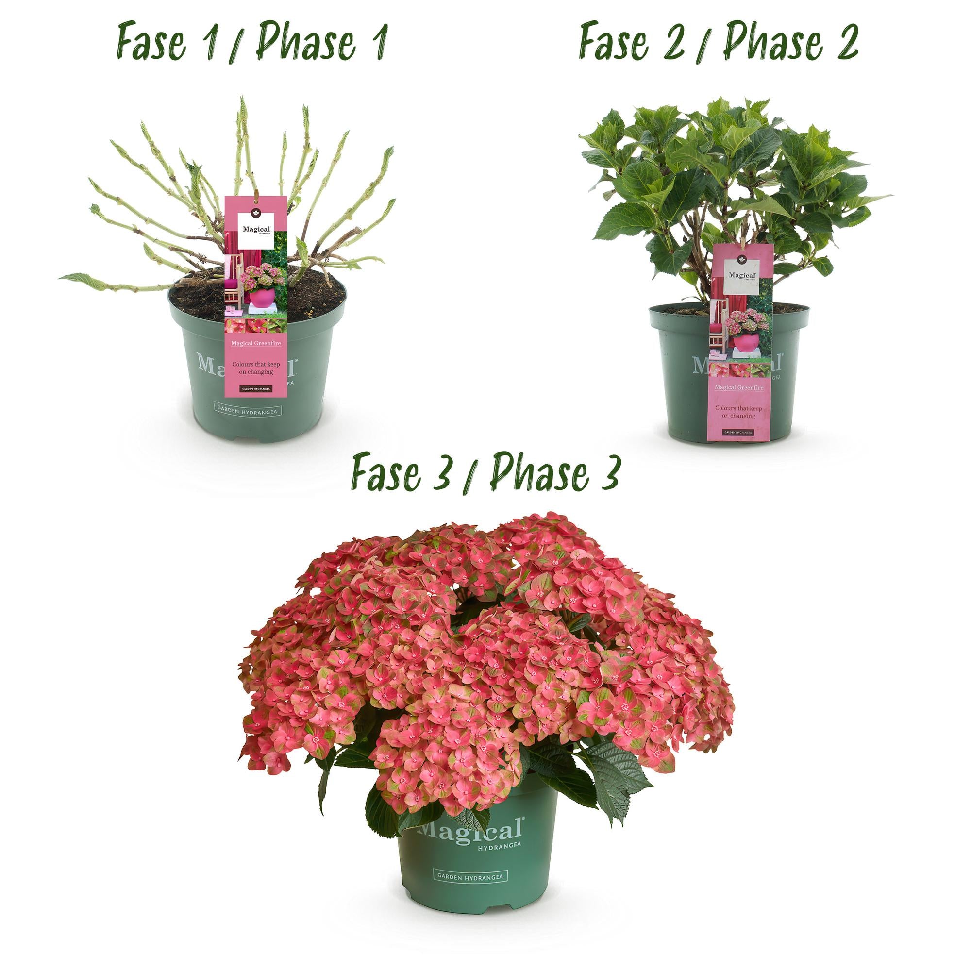 Balcony plant Hydrangea 'Magical Green Fire' – 6–10 flowers, pink-green, 23 cm pot, 55 cm high