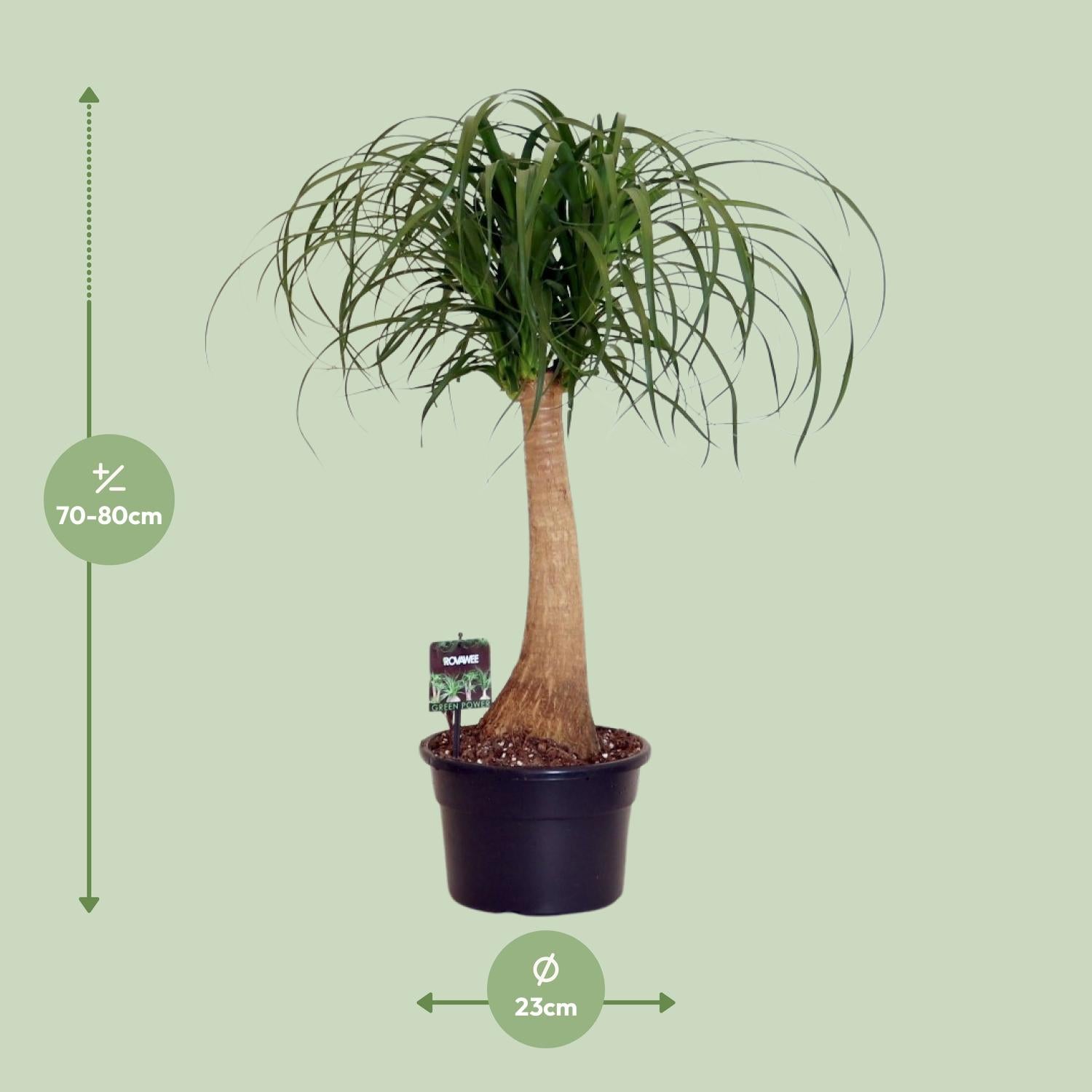 Beaucarnea Nolina – Olifantspoot - 60-80 cm