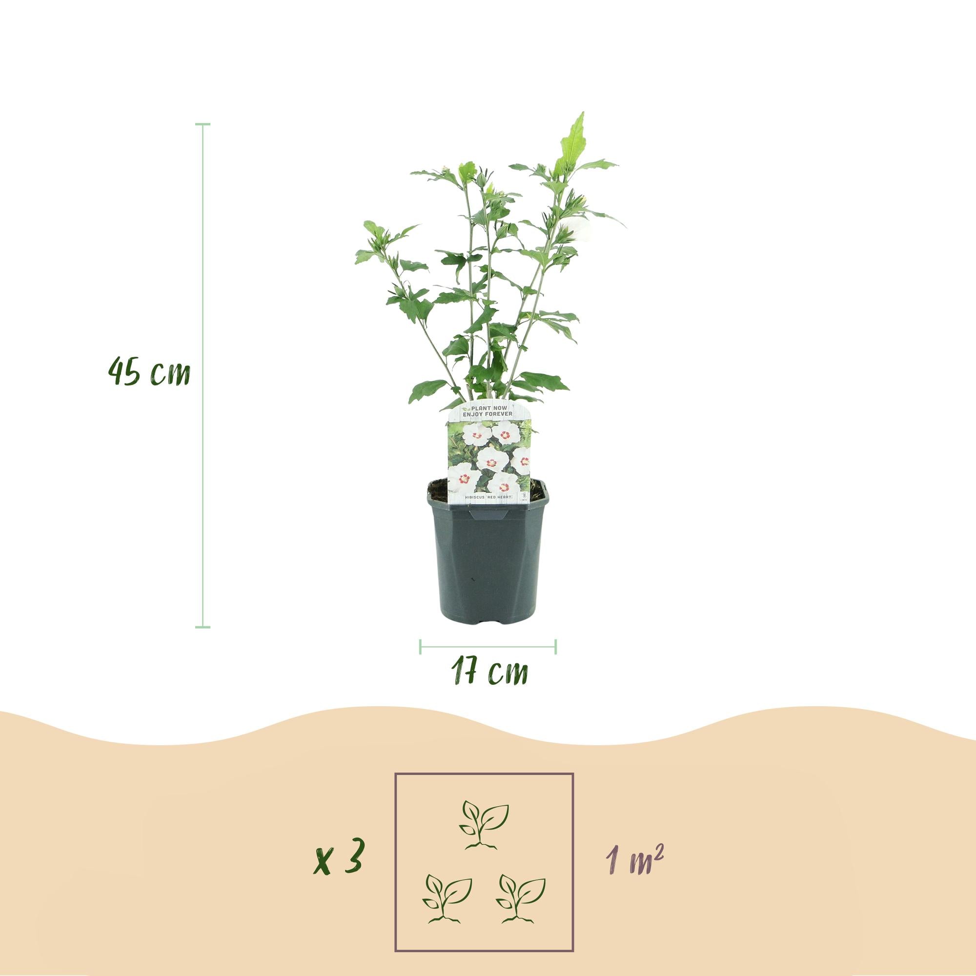 Gartenhibiskus ‘Red Heart’ – Laubabwerfend, weiße Blüte mit rotem Auge, Topf 17 cm, Höhe 45 cm
