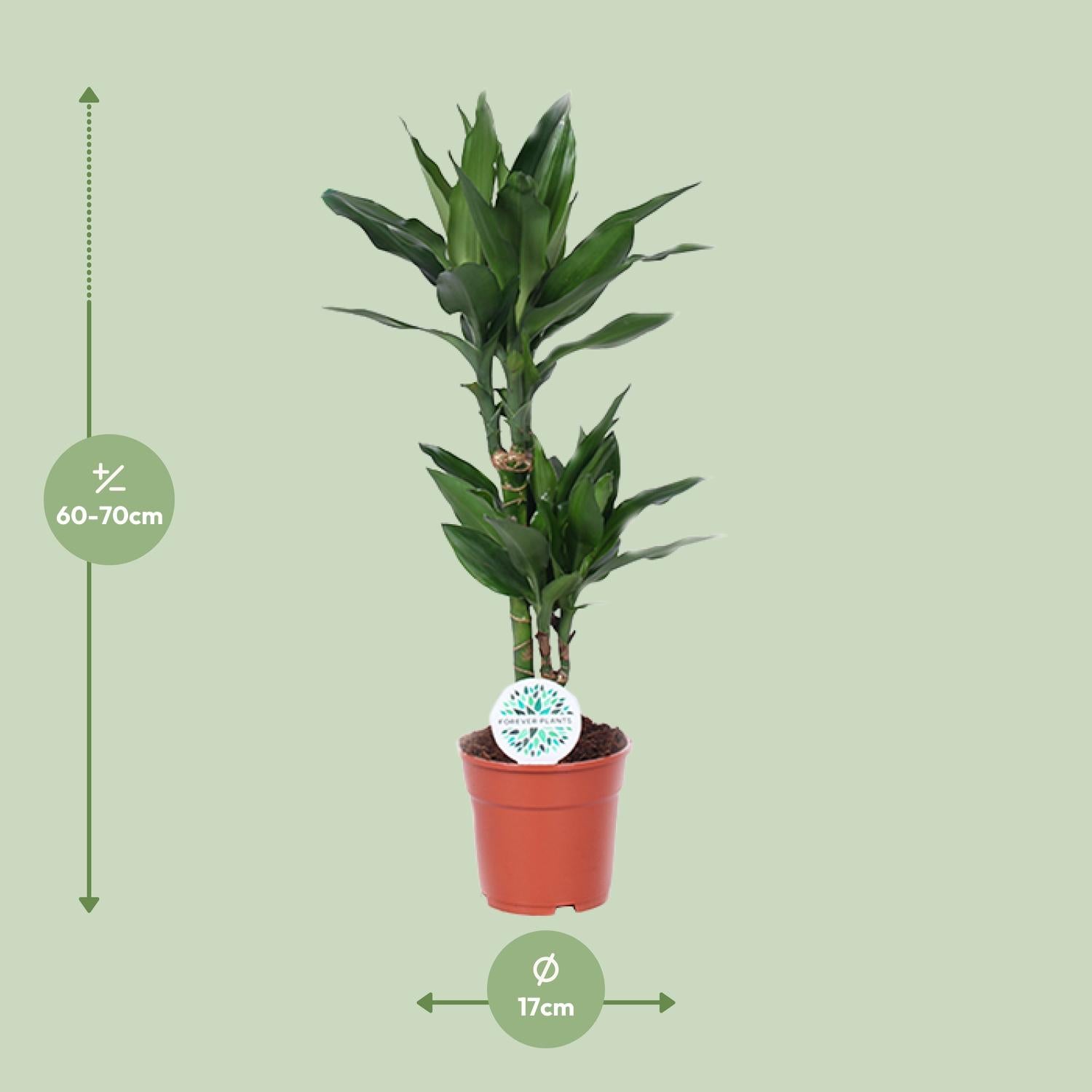 Dracaena Janet Lind – Drakenboom - 70-130 cm