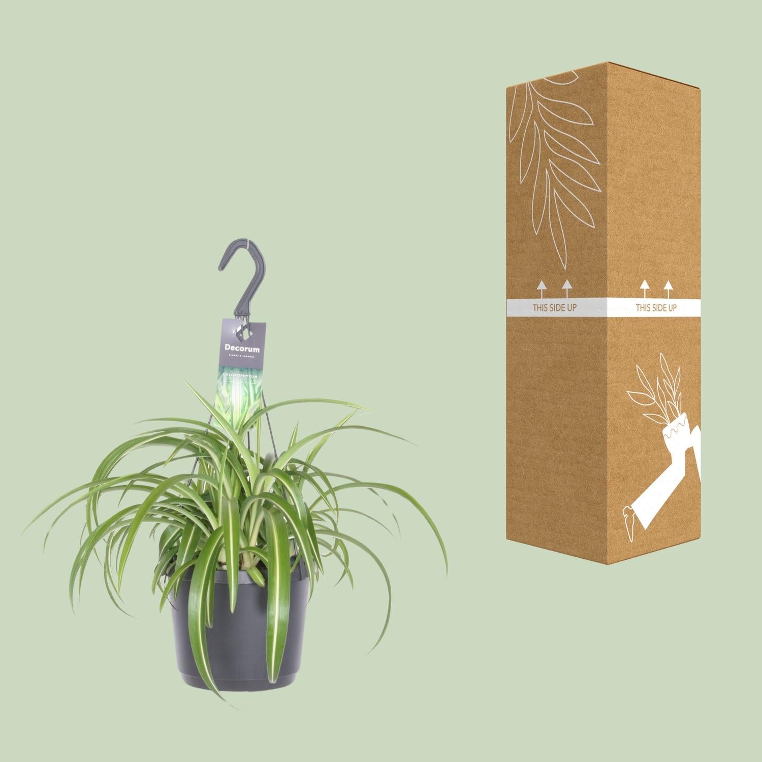 Chlorophytum comosum 'Bonnie' – Spider plant - 17 cm pot, 35 cm tall