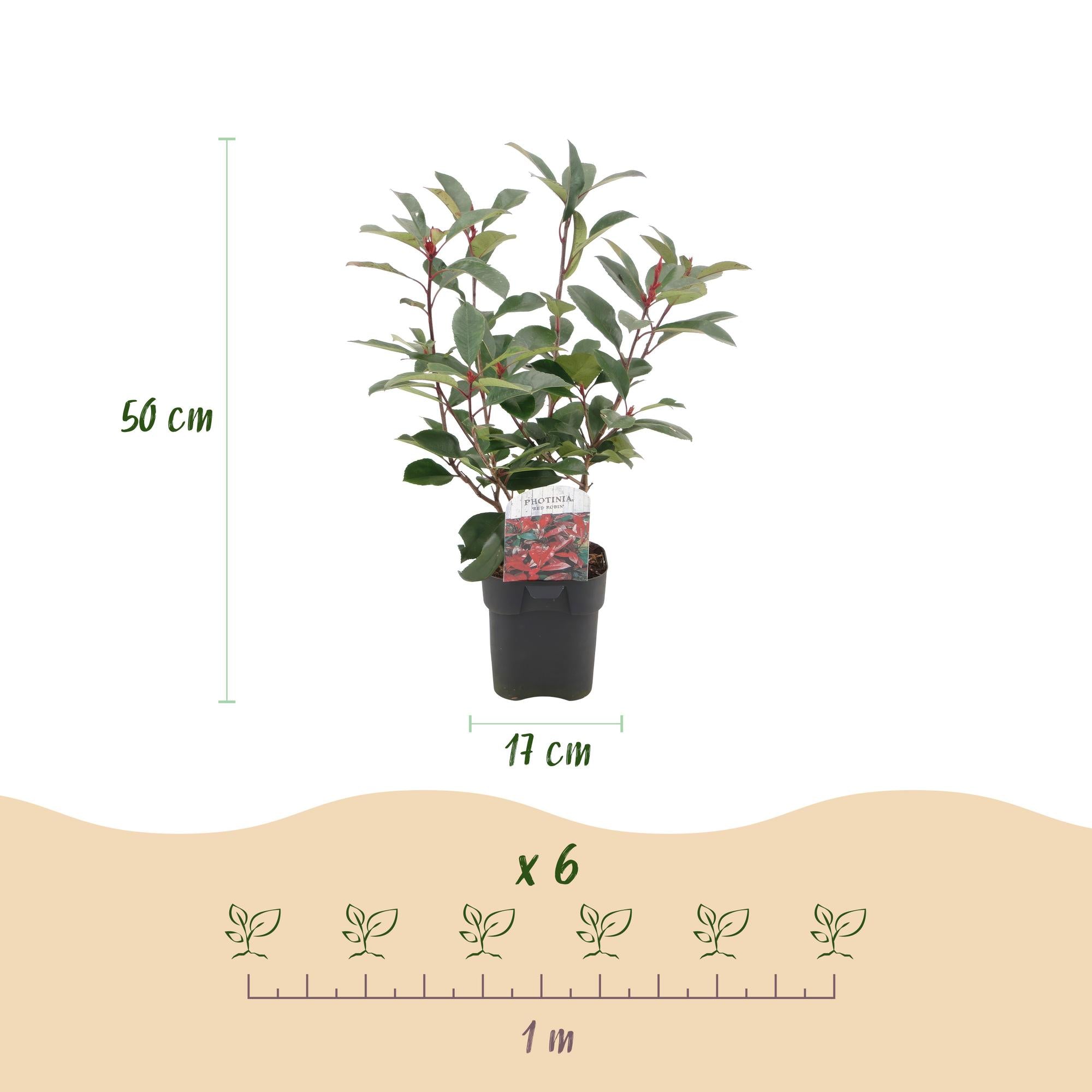 Photinia Fraseri 'Red Robin' – Red Robin Photinia, evergreen, 6 plants – 17 cm pot, 50 cm tall