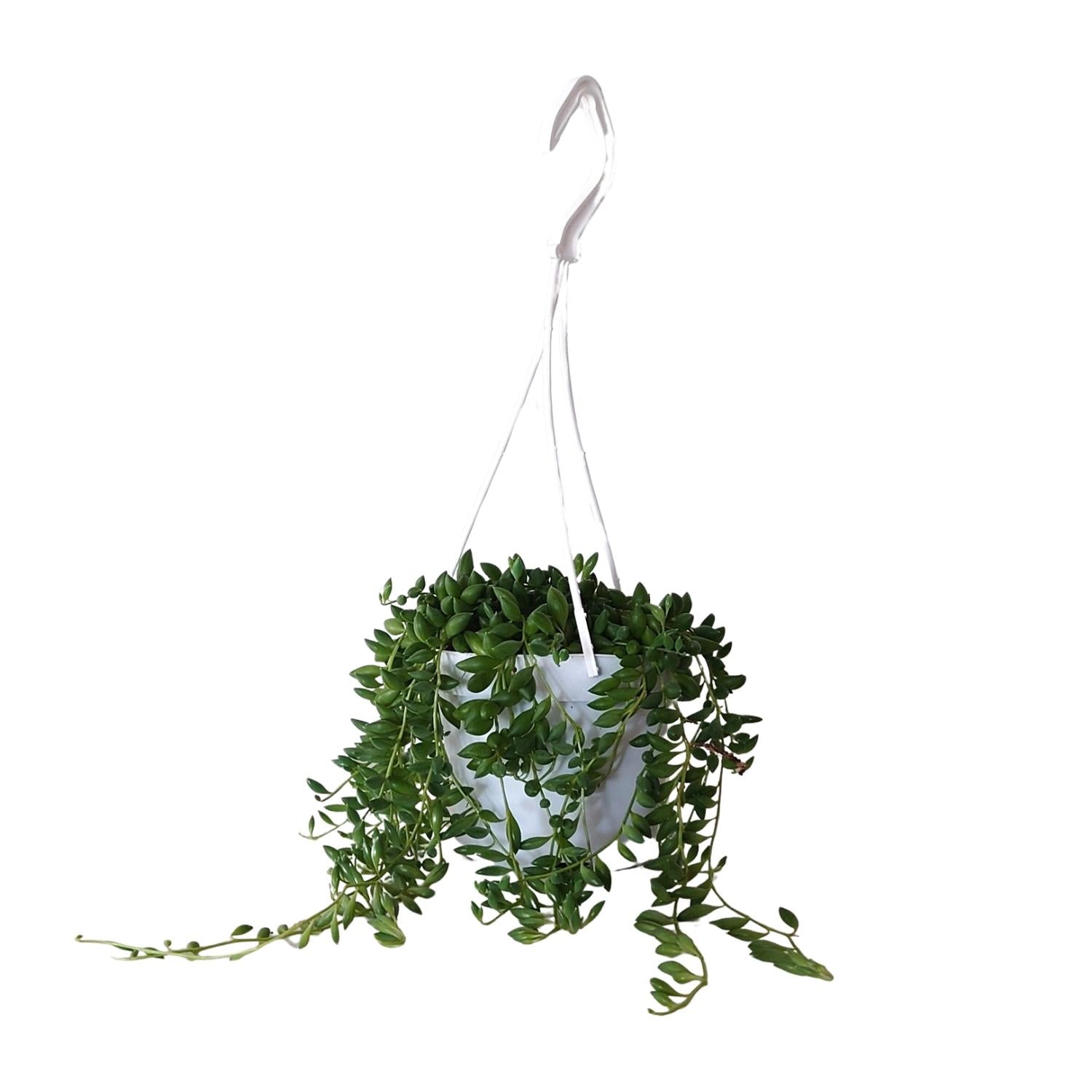 Senecio Herreianus – Pea plant - 20-25 cm
