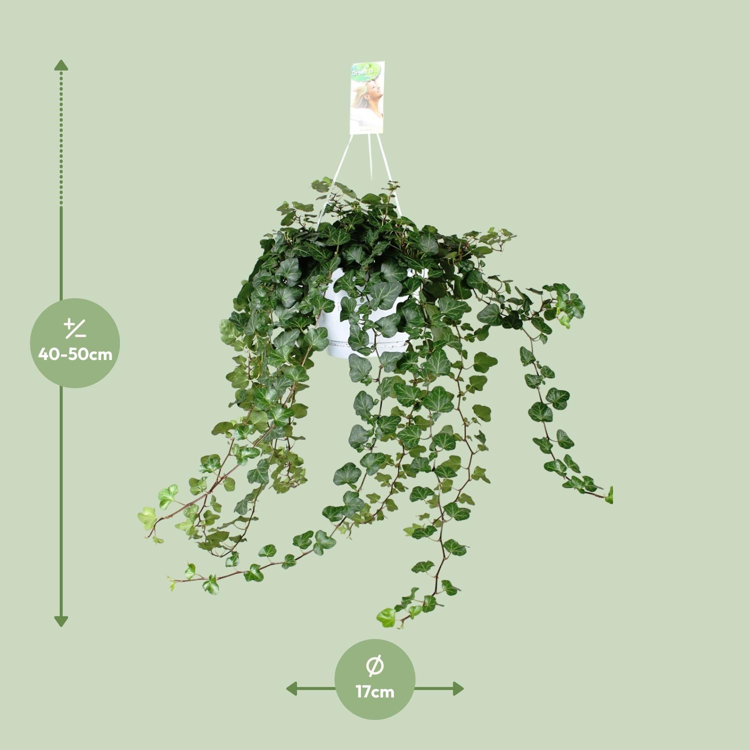 Hedera 'Wonder Green' – Efeu - 50-70 cm