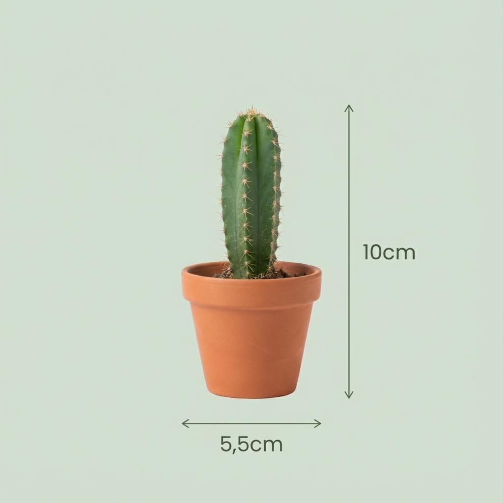 Mini Kakteen & Sukkulenten Mix – 5,5 cm Topf, 5–10 cm hoch
