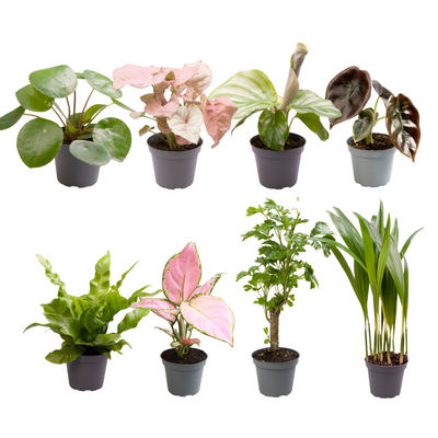 Baby plant surprise box – mix of young plants – 4-8 plants per set