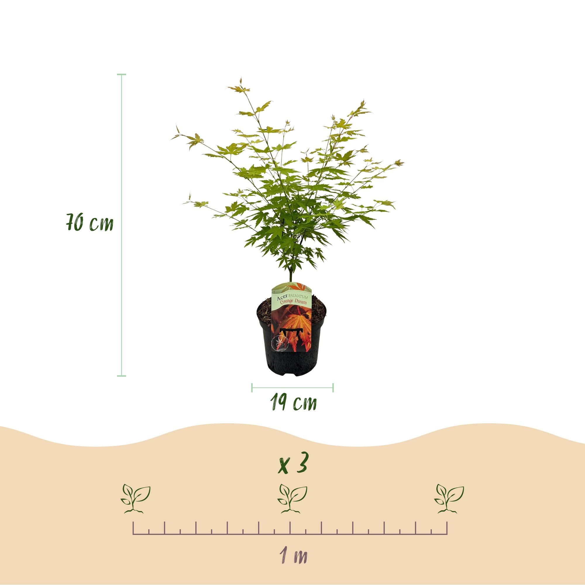 Japanese maple – variety 'Orange Dream', deciduous, 19 cm pot, 70 cm tall