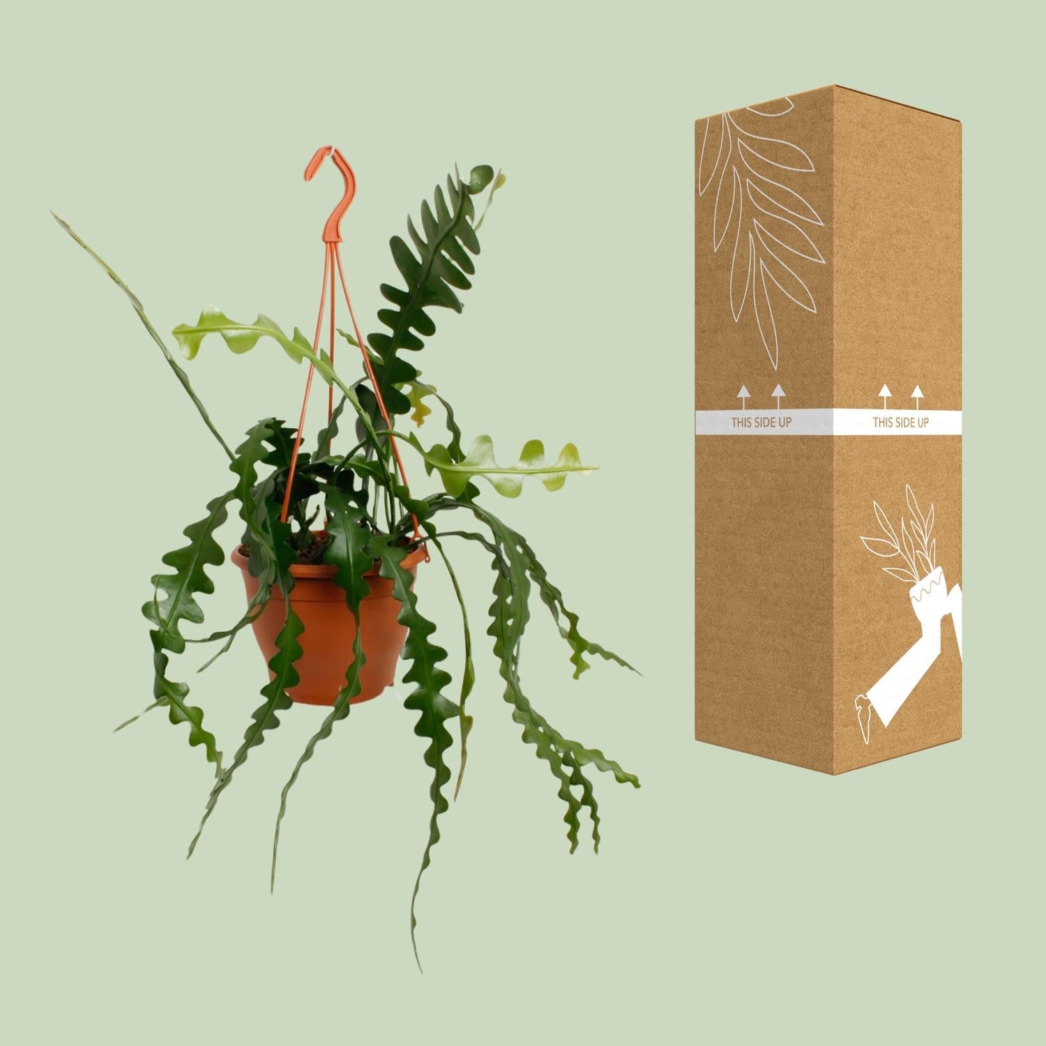 Epiphyllum Anguliger – Zickzackkaktus - 14- 17 cm Topf, 35cm hoch