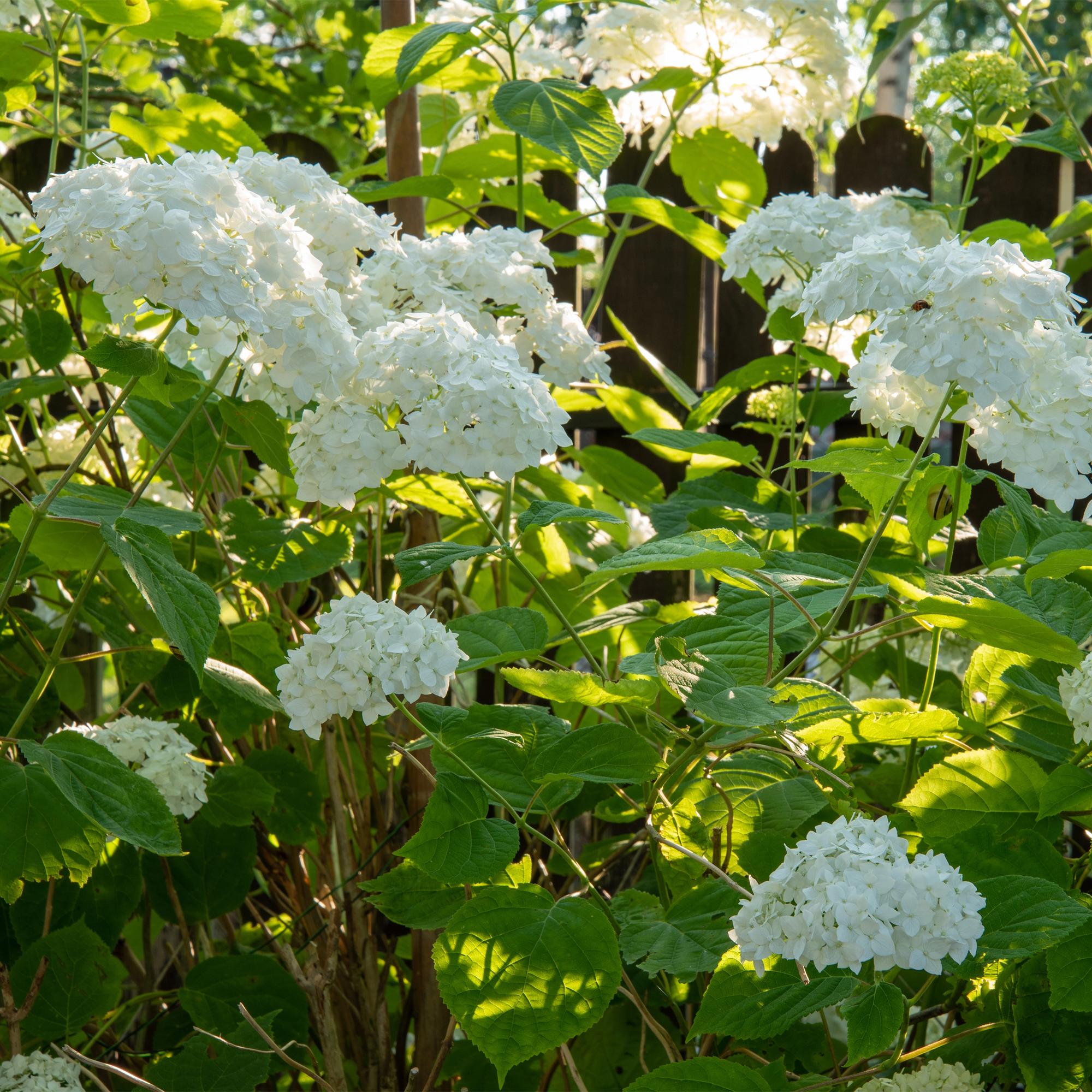 Hydrangea arborescens 'Annabelle' – white flowers, deciduous, 3 plants per m², 17 cm pot, 50 cm height