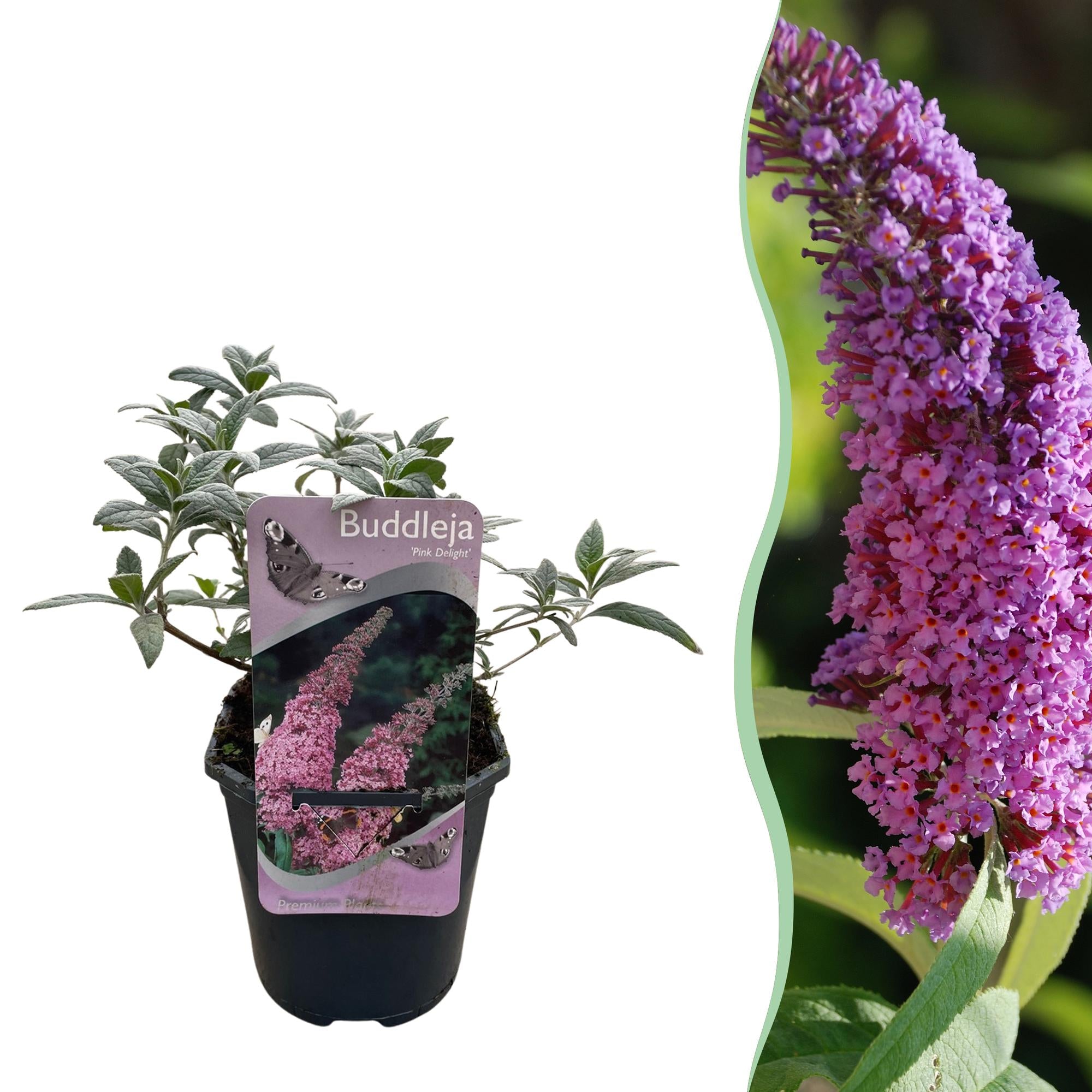 Buddleja davidii 'Pink Delight' – Butterfly Bush, deciduous, 17 cm pot, 25 cm