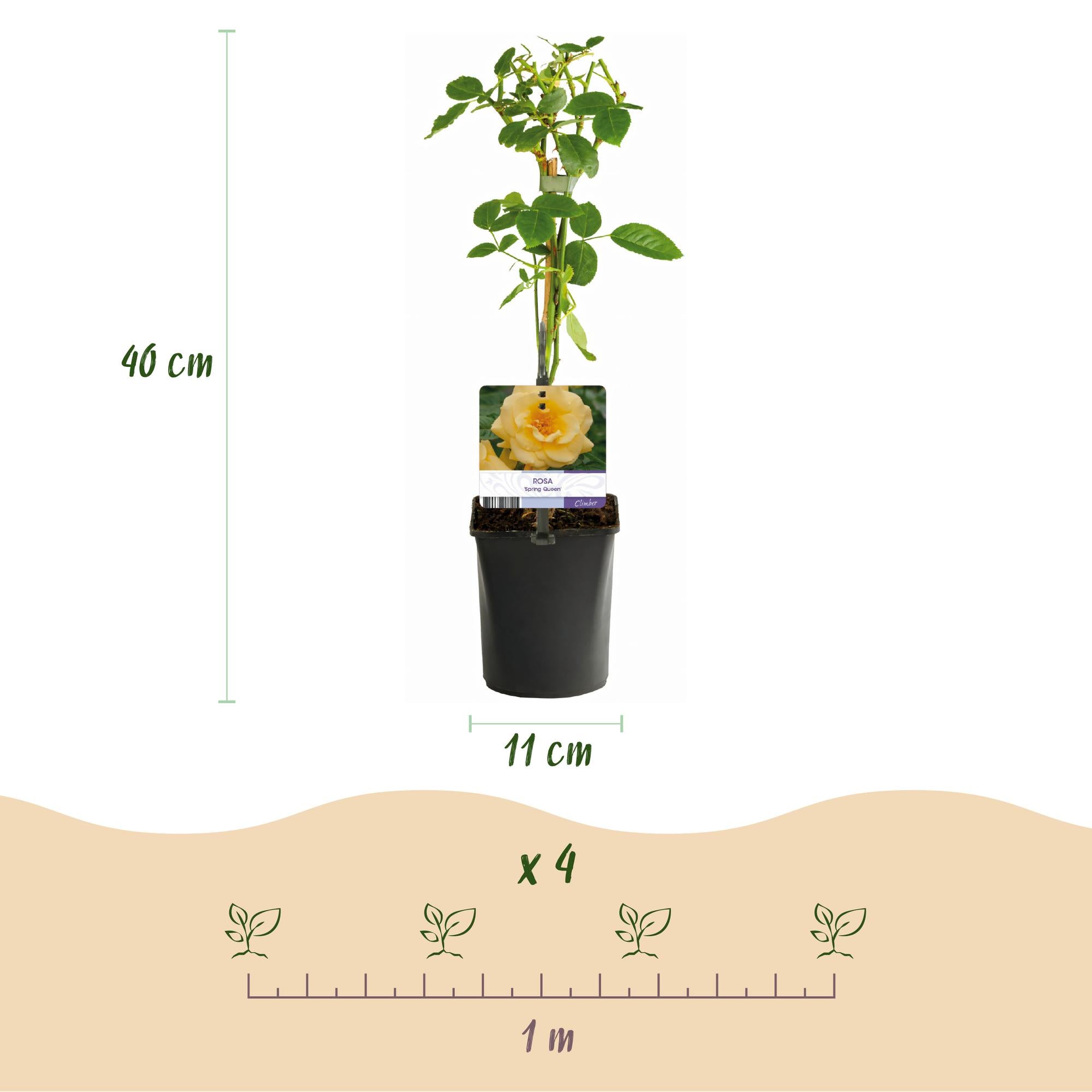 Climbing rose 'Spring Queen' – yellow flowers, easy to care for, 2 plants, 11 cm pot, 40 cm high