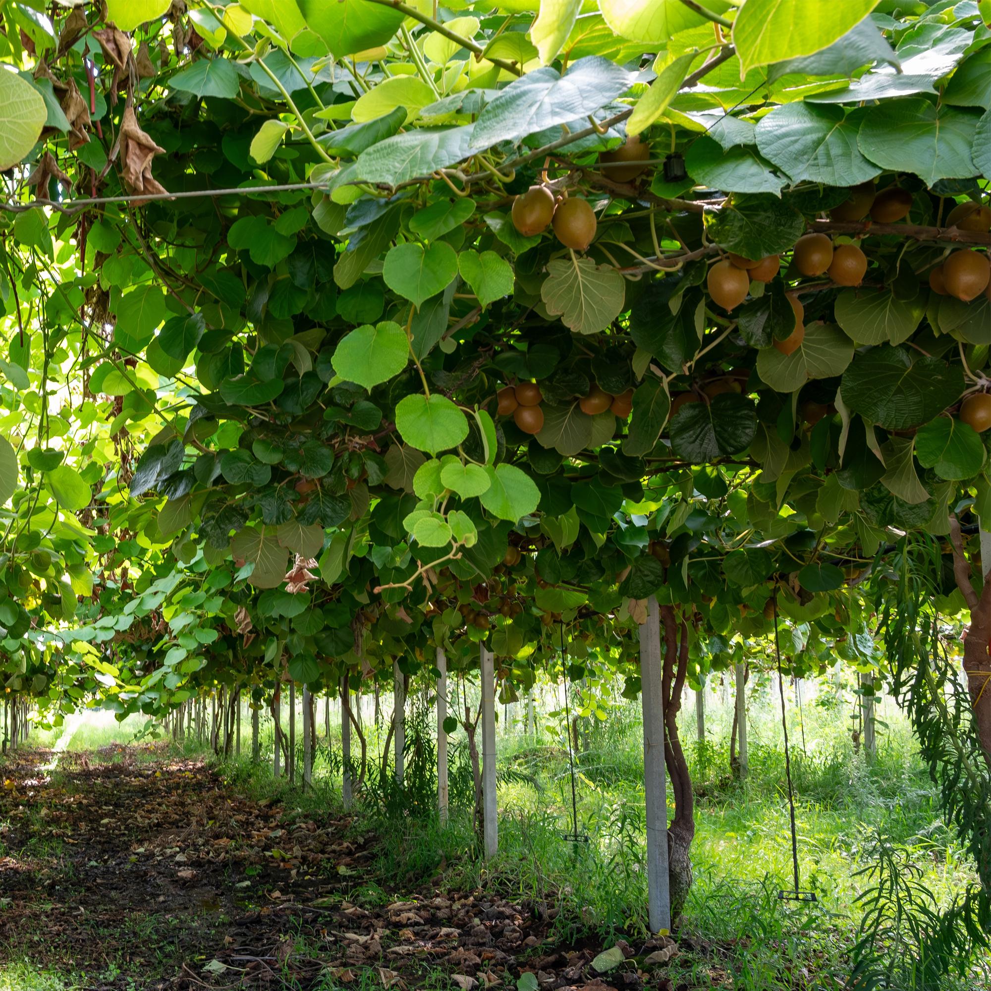 Green Kiwi “Jenny” – Actinidia deliciosa, 2 plants in a 15 cm pot (height approx. 50 cm)