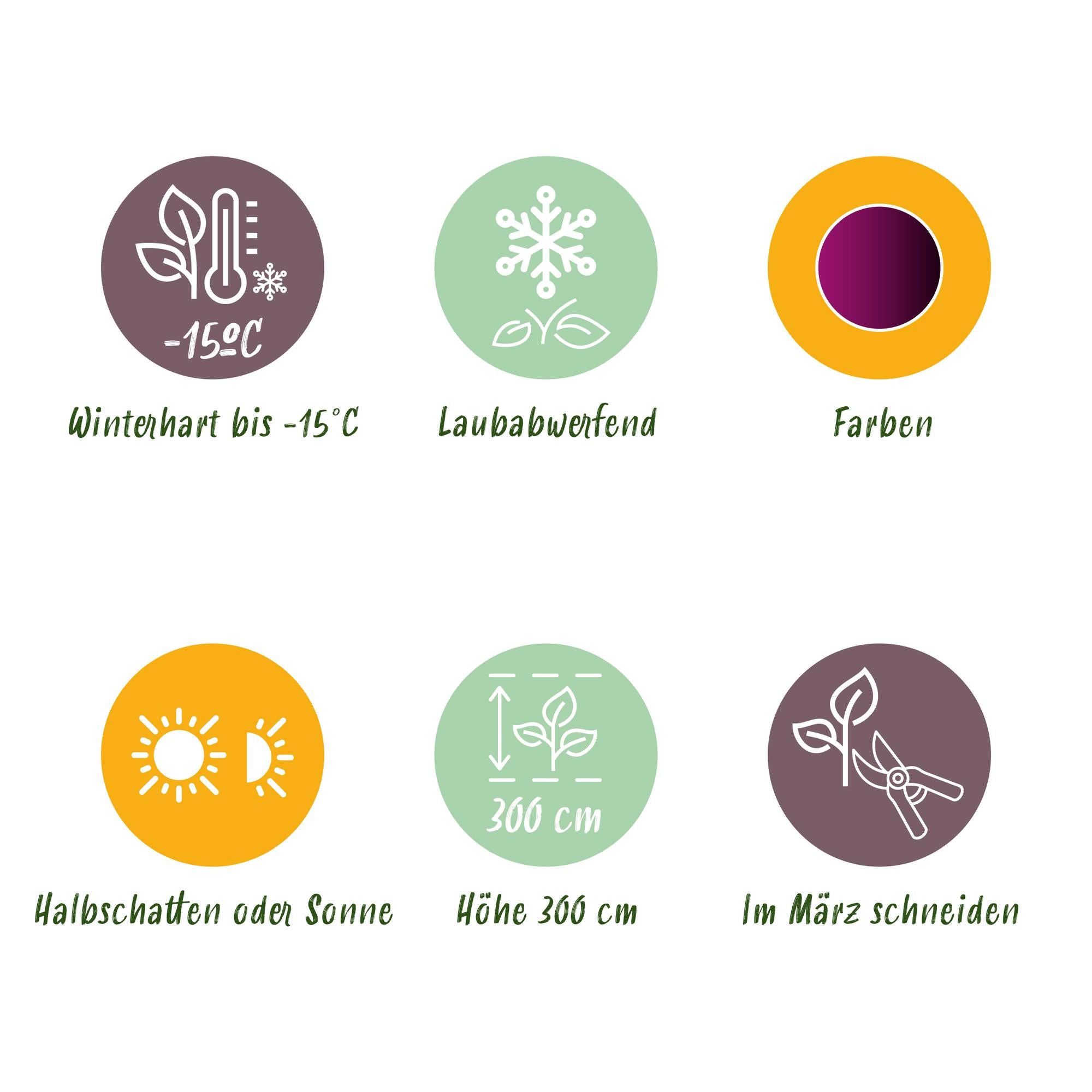 Acer Palmatum ‘Trompenburg’ – Japanischer Ahorn, laubabwerfend – 19 cm Topf, 70 cm hoch