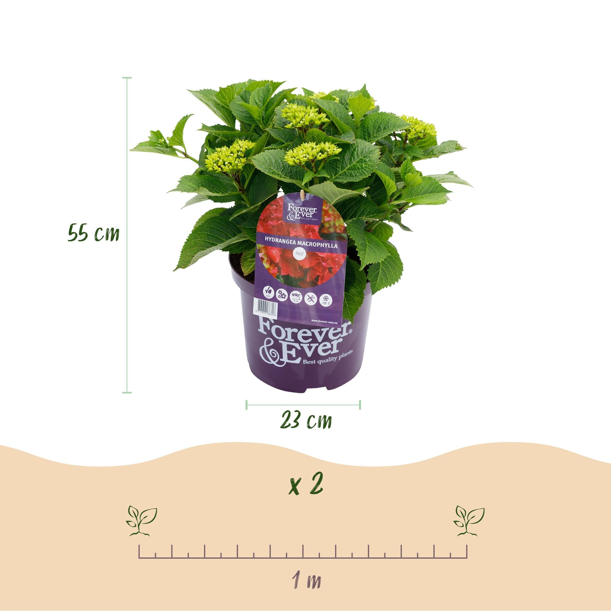 Red Hydrangea “Forever & Ever” – Vigorous flowering variety, 23 cm pot, 55 cm height