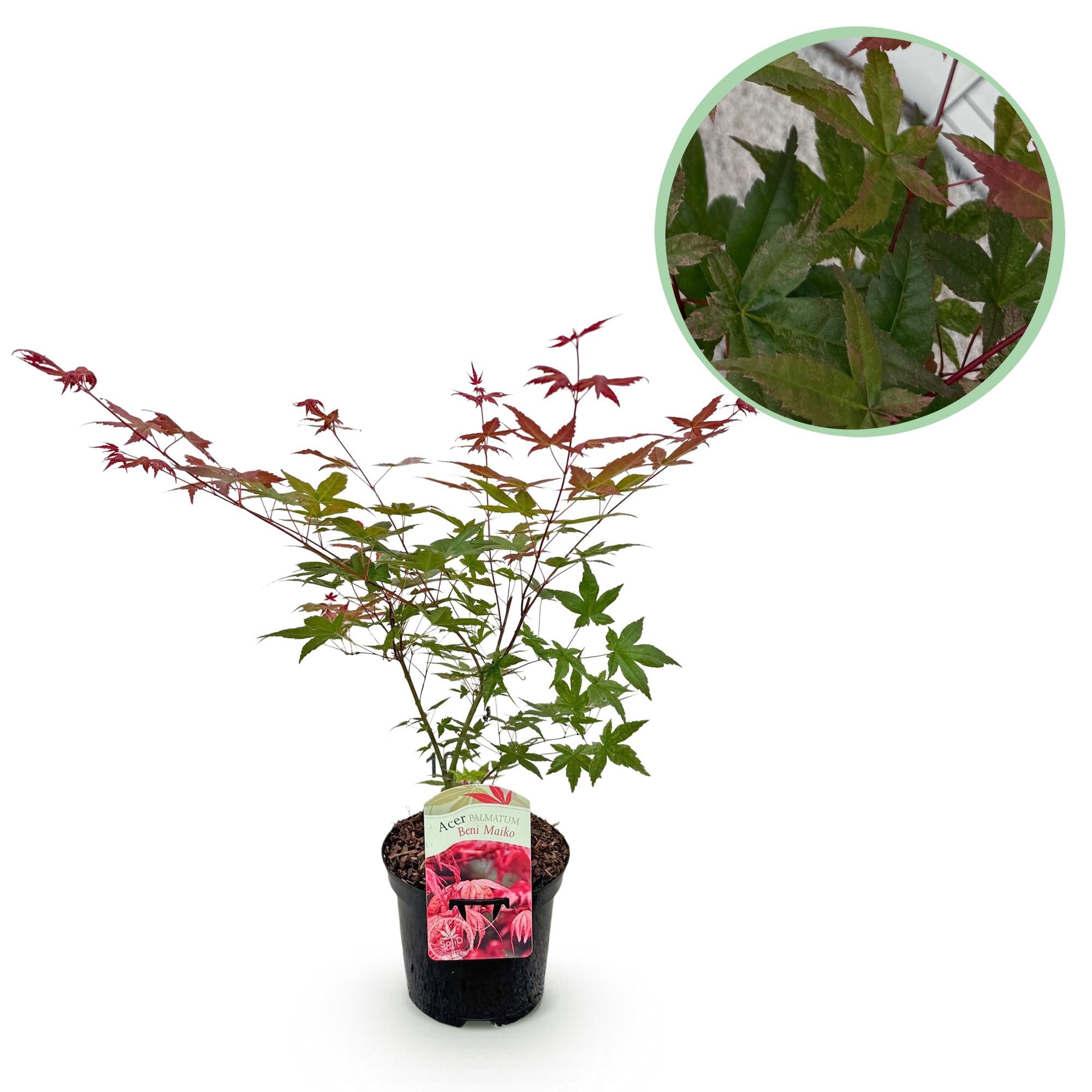 Acer Palmatum 'Beni Maiko' – Japanese maple, deciduous – 19 cm pot, 70 cm tall