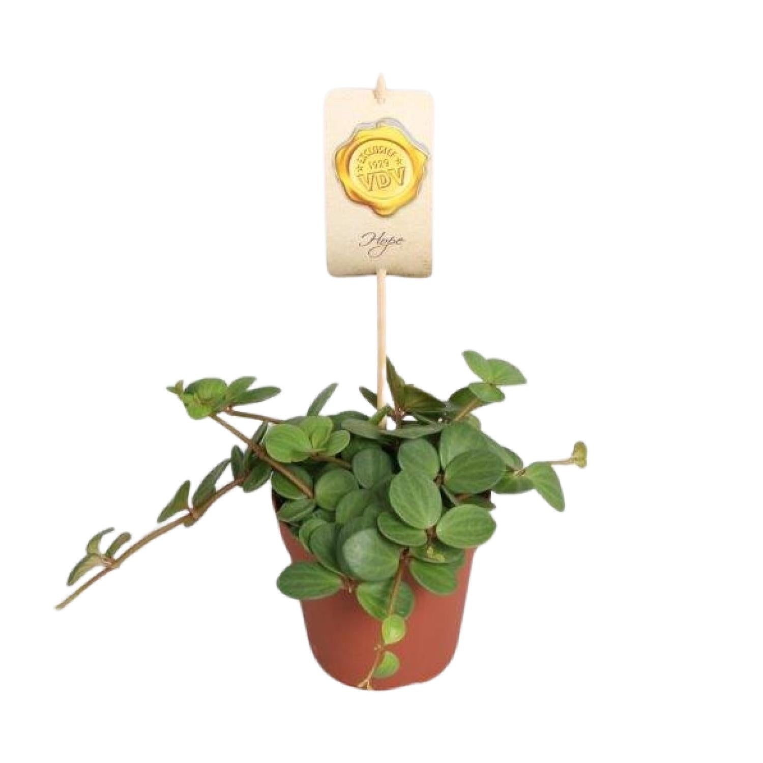 Peperomia 'Hope' – Peperomia - 12cm pot, 15cm high