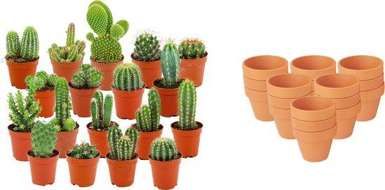 Mini-Kakteen Kollektion – im natürliche Terrakottatöpfe 8cm, 5–10 cm Höhe