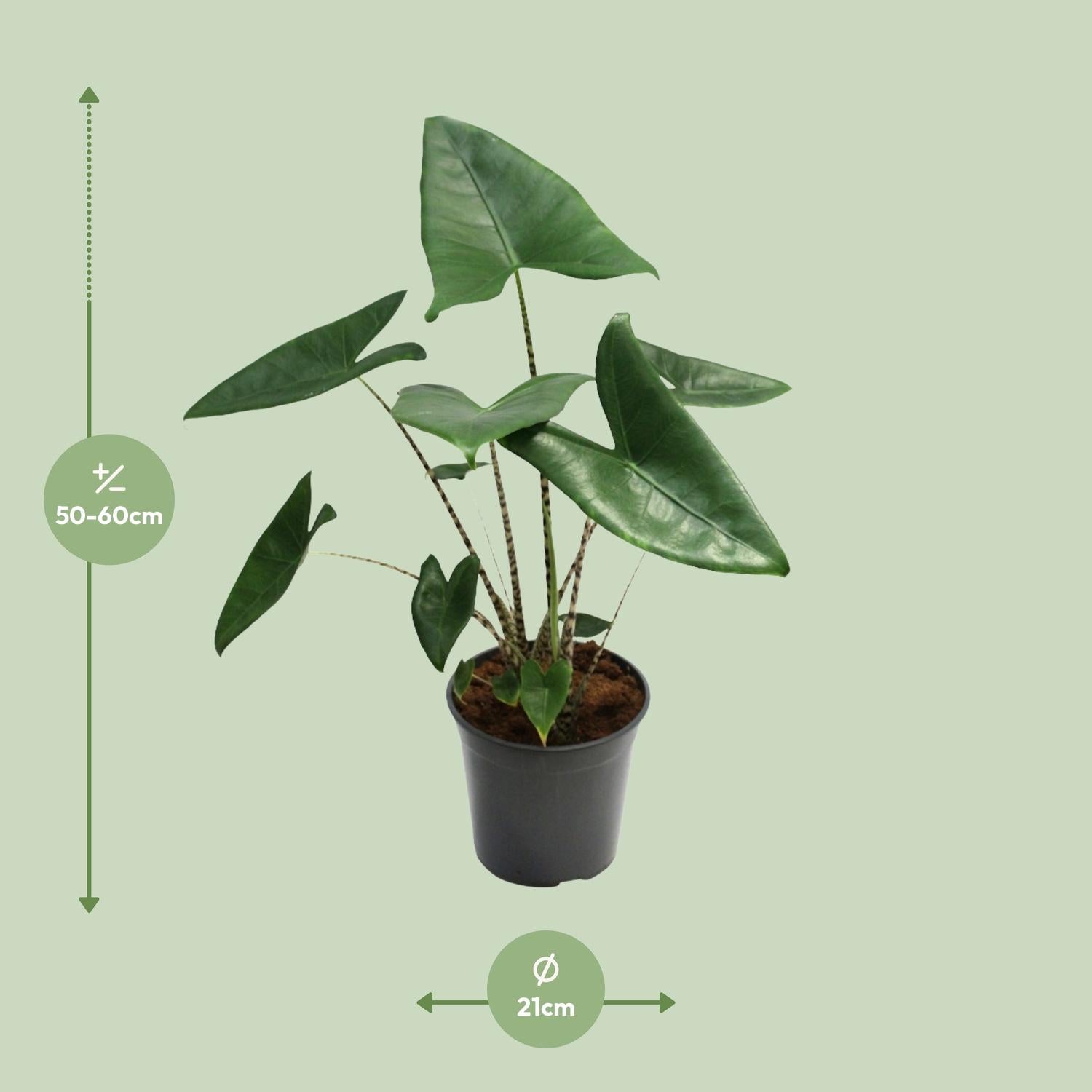 Alocasia Zebrina – Zebraleiter-Pfeilblatt - 75-80 cm