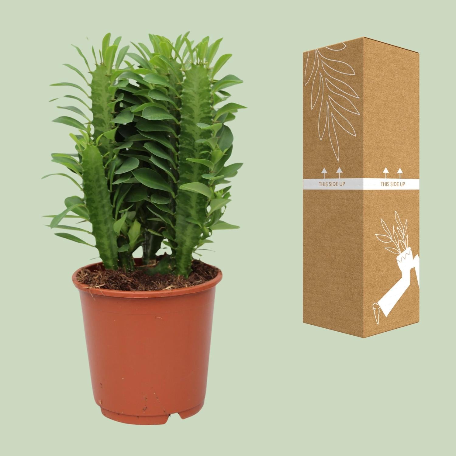 Euphorbia trigona – African milk tree - 40-70 cm