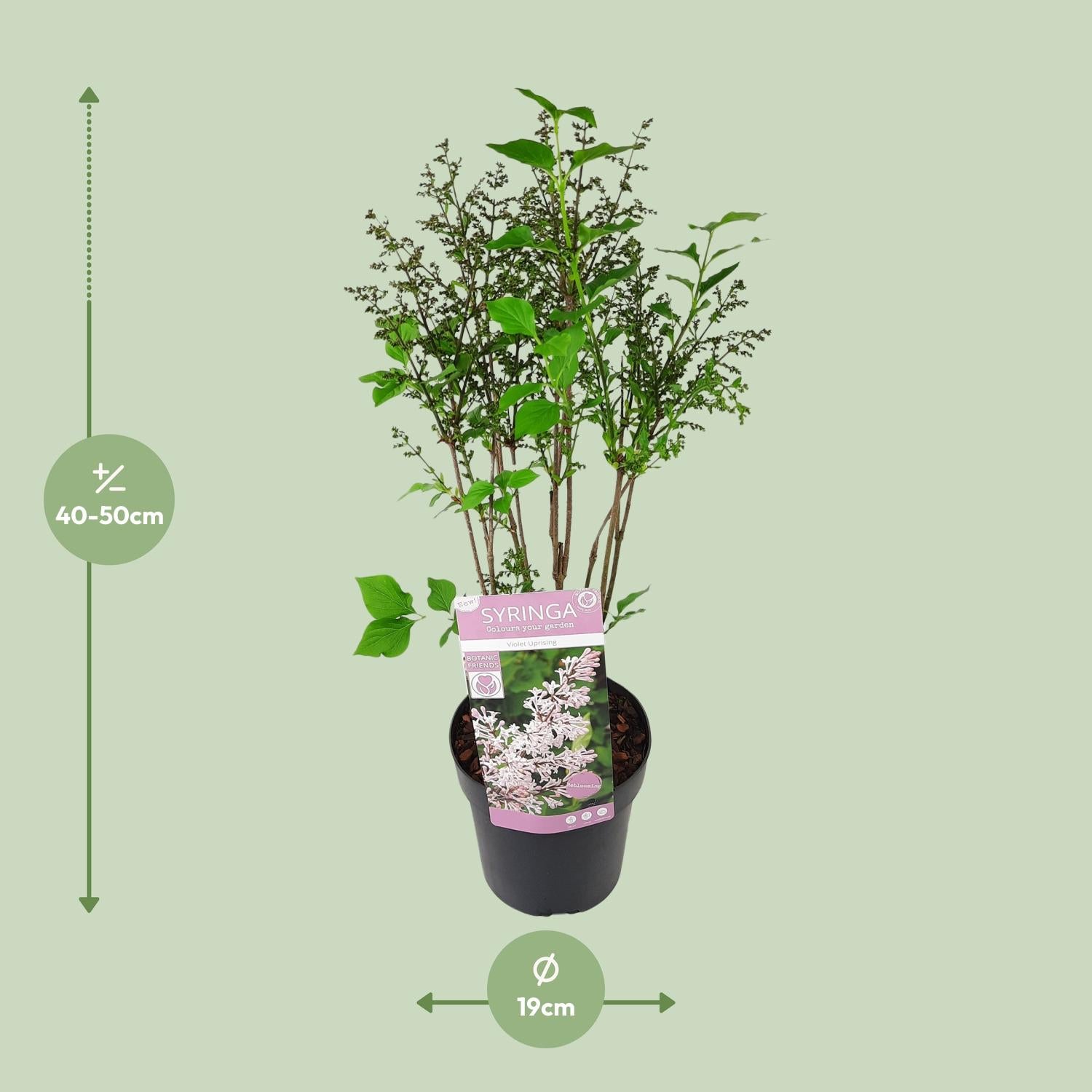 Sering 'Violet Uprising' – bossige sierheester, potmaat 19 cm, hoogte 35 cm