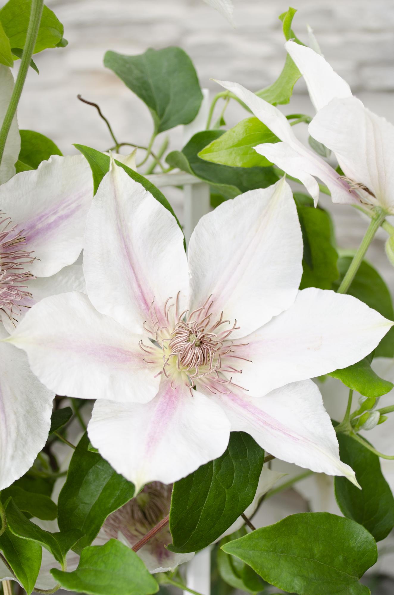 Clematis 'Corinne' – compact, white flowering climbing plant, Ø15 cm, ↕65 cm