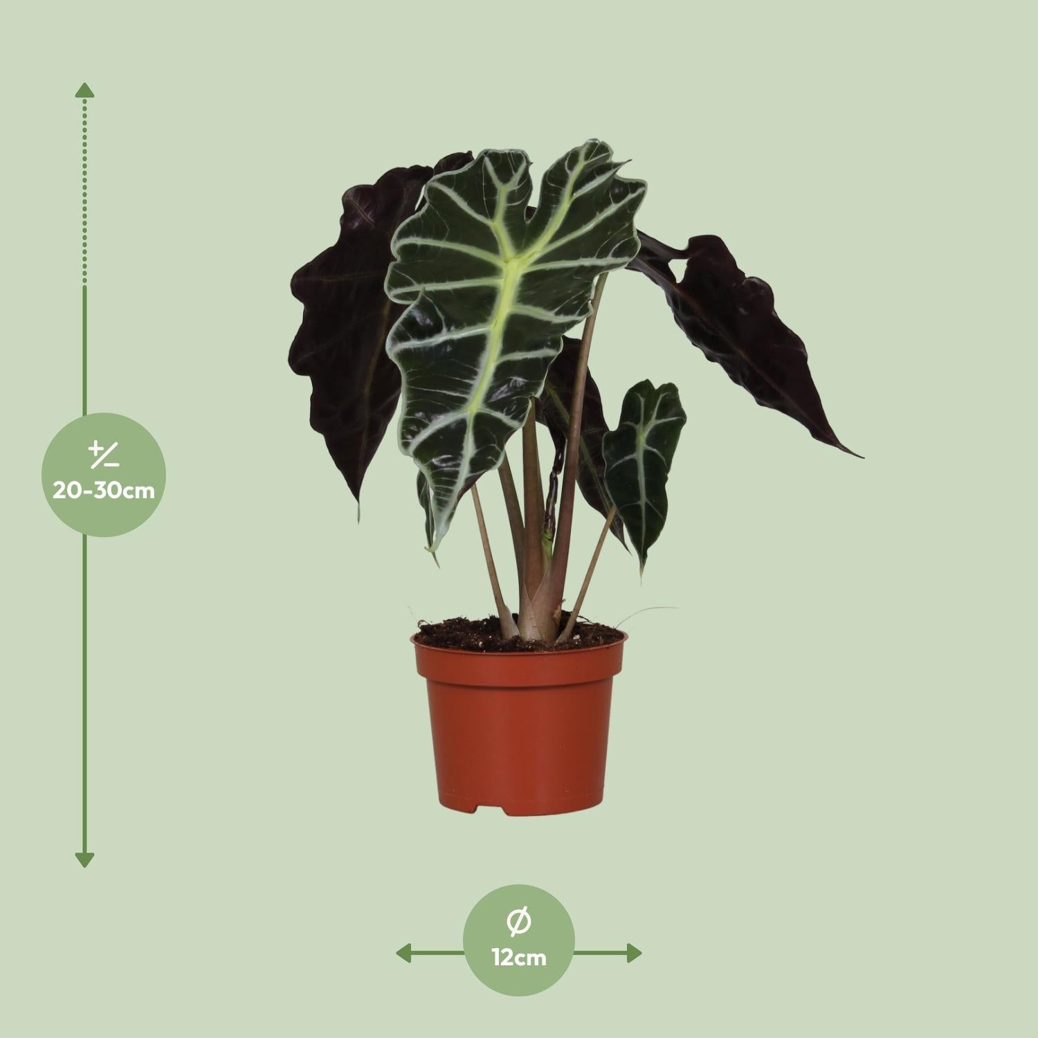 Alocasia amazonica 'Polly' – Olifantsoor - pot 12 cm, hoogte 30 cm