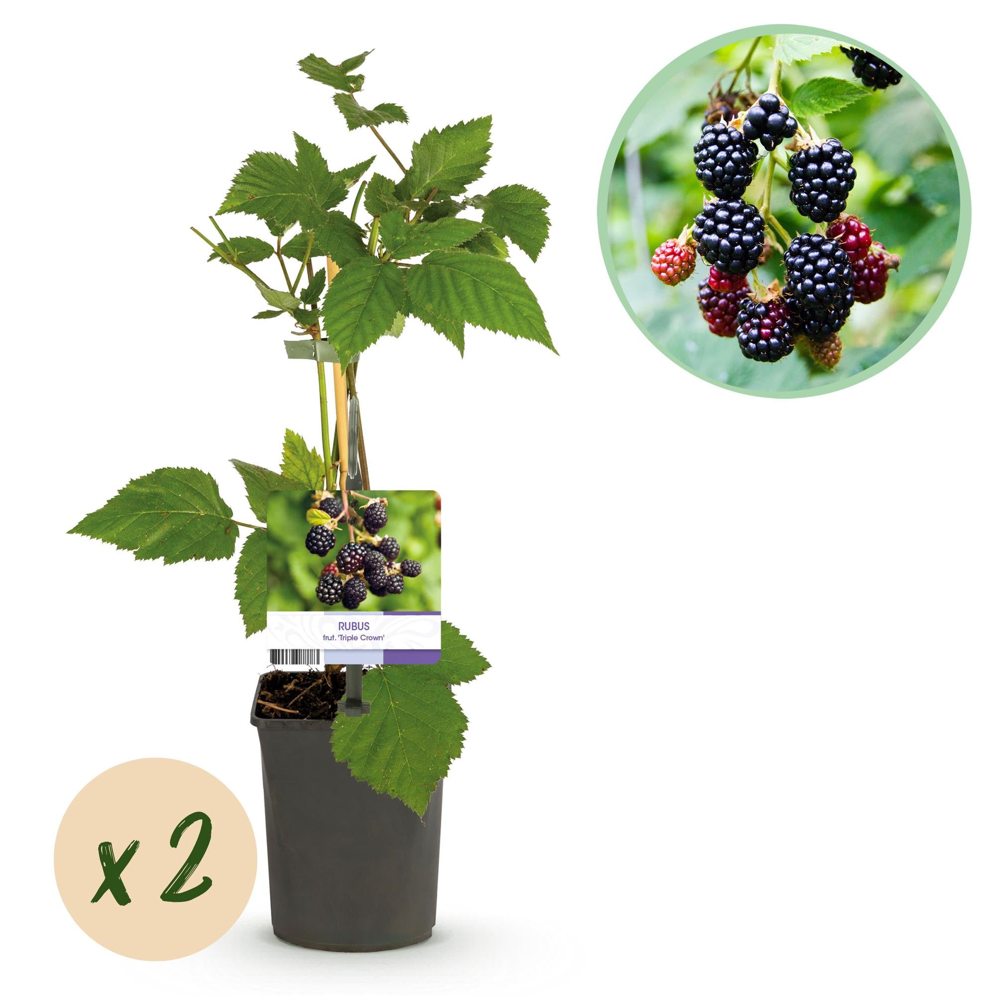 Thornless blackberry “Triple Crown” – 2 plants, 11 cm pot, approx. 40 cm