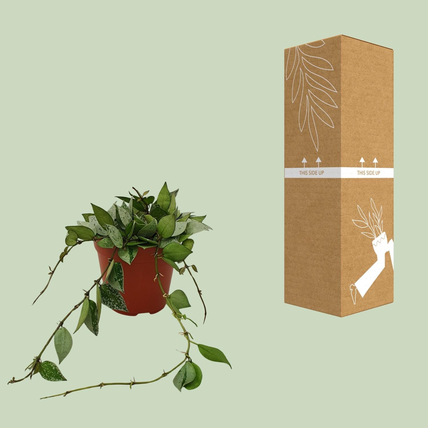 Hoya Krohniana 'Eskimo' – Wasbloem - 12 cm pot, 15 cm hoog