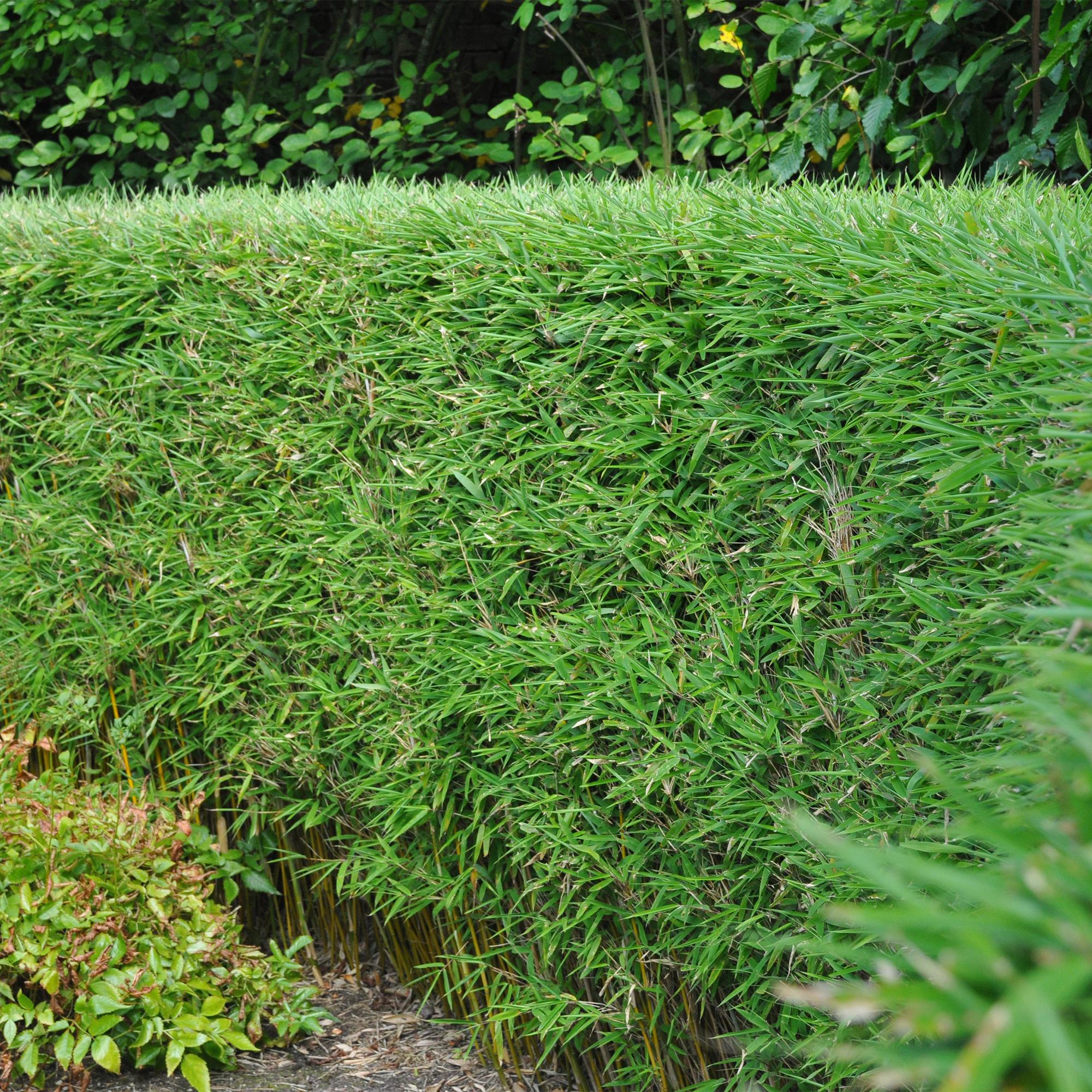 Fargesia rufa – Bamboo, green, evergreen, in a 14 cm pot, 35 cm tall