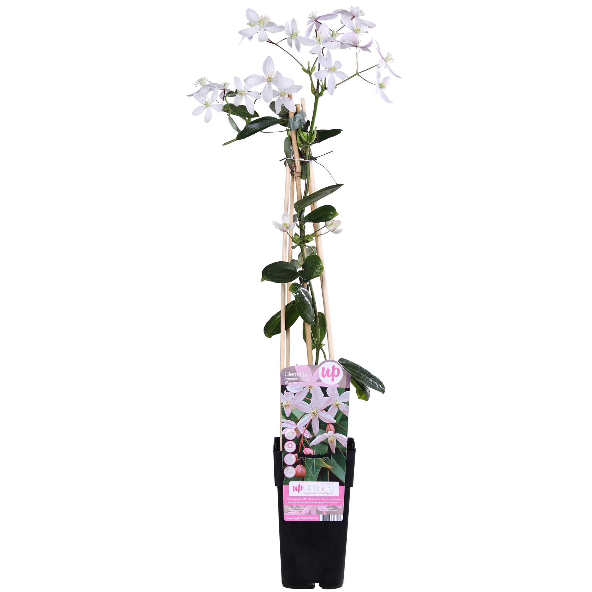 Clematis armandii 'Apple Blossom' – groenblijvende, lichtroze klimplant, potmaat 15 cm, hoogte 65 cm